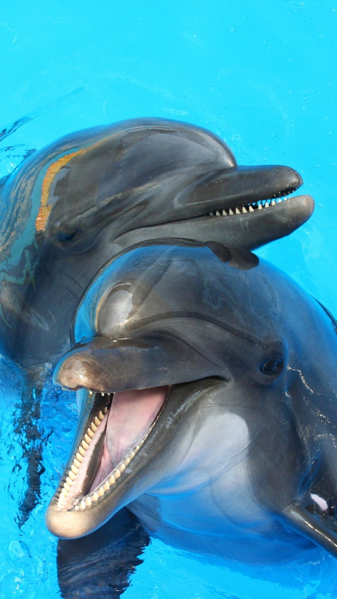 Dolphin Iphone Wallpapers