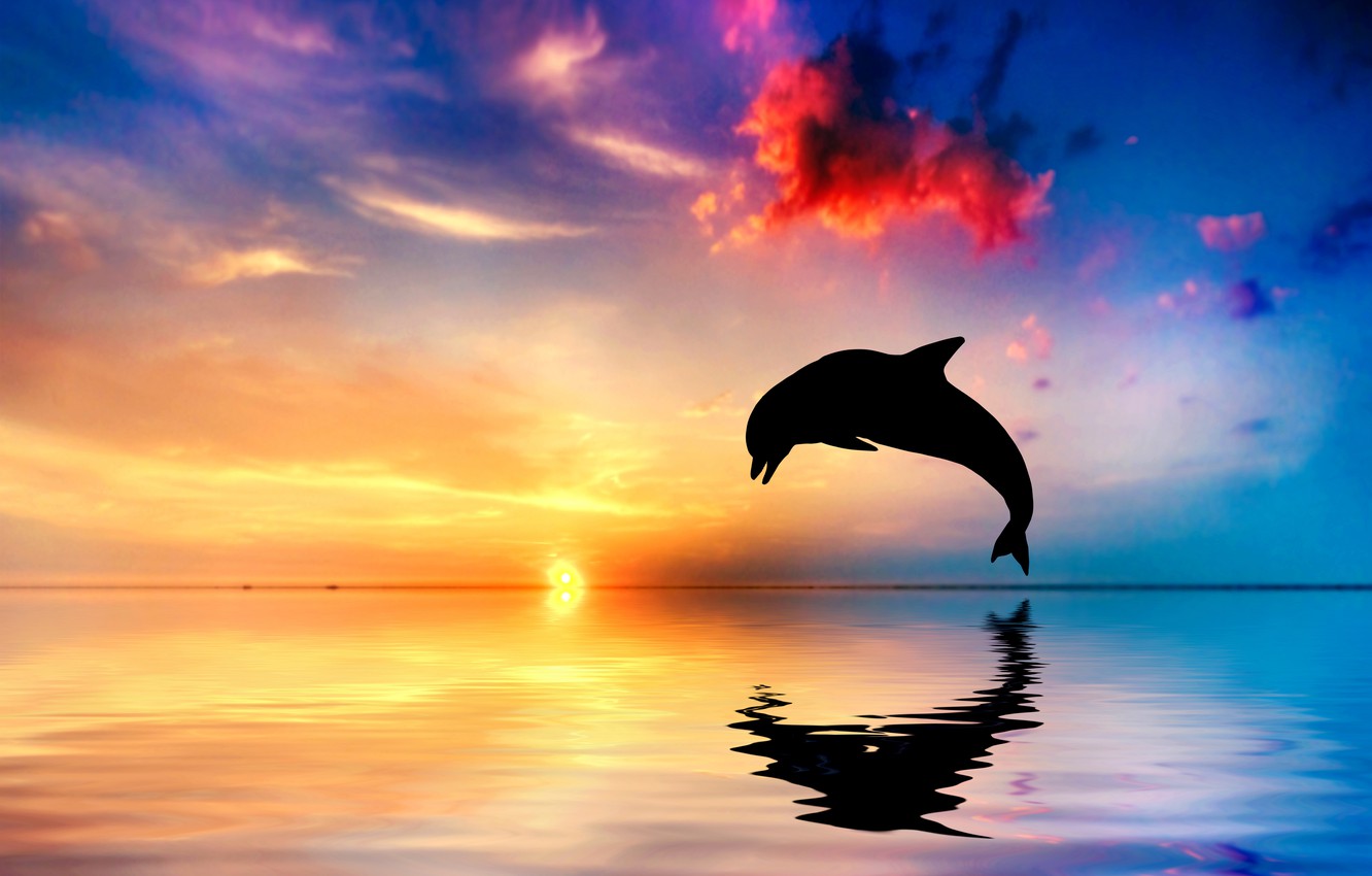 Dolphin Wallpapers