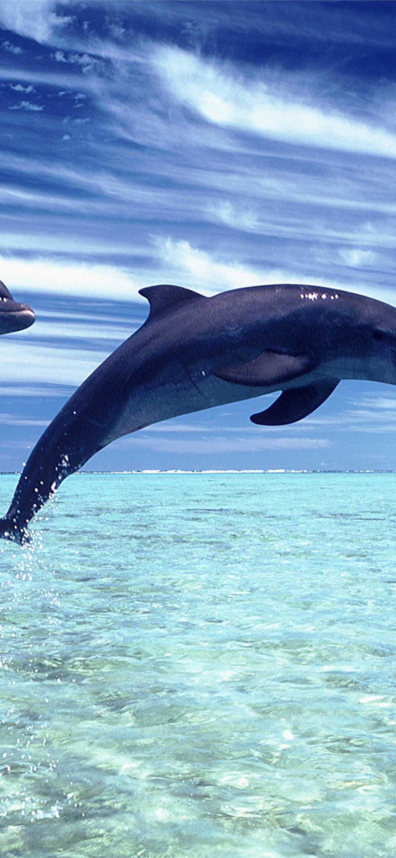 Dolphin Wallpapers