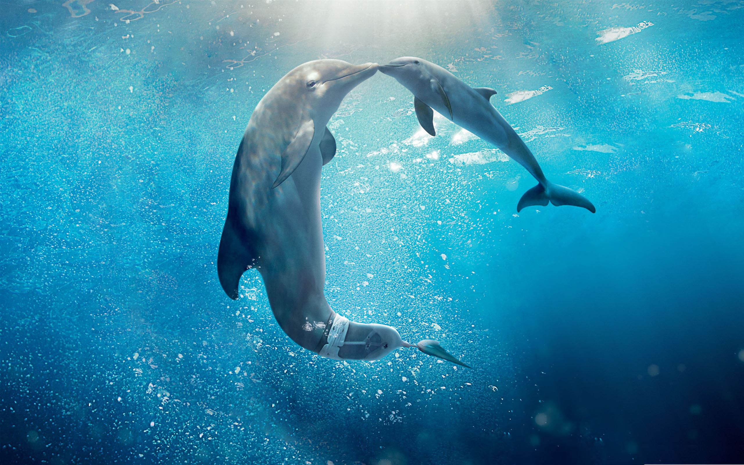 Dolphin Wallpapers