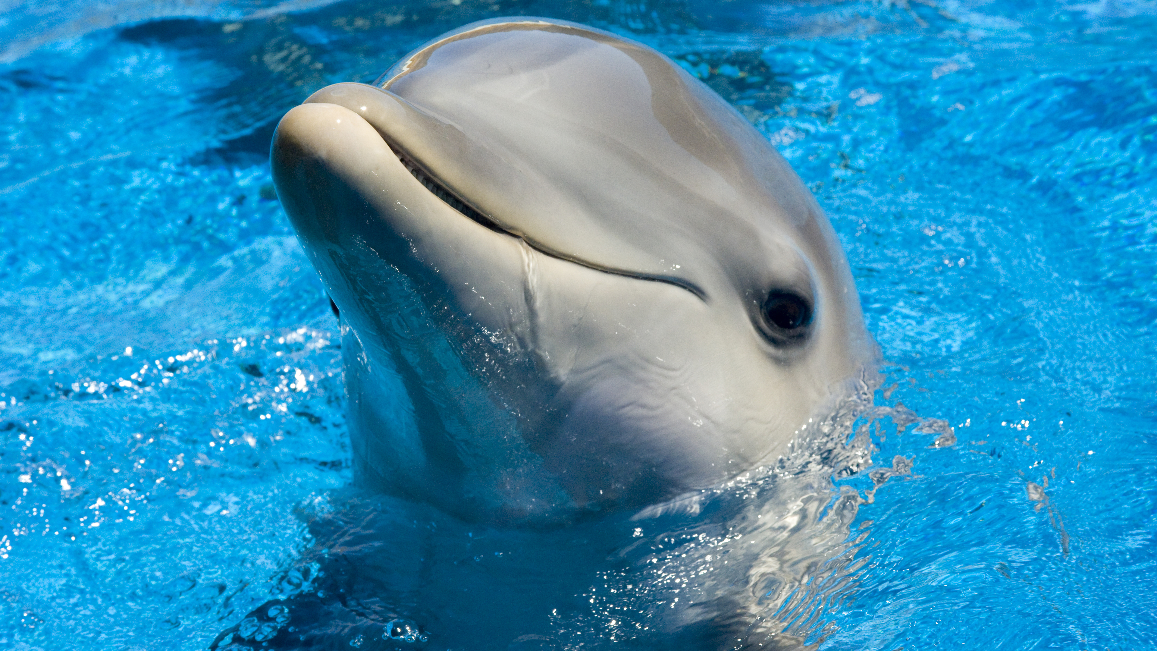 Dolphin Wallpapers