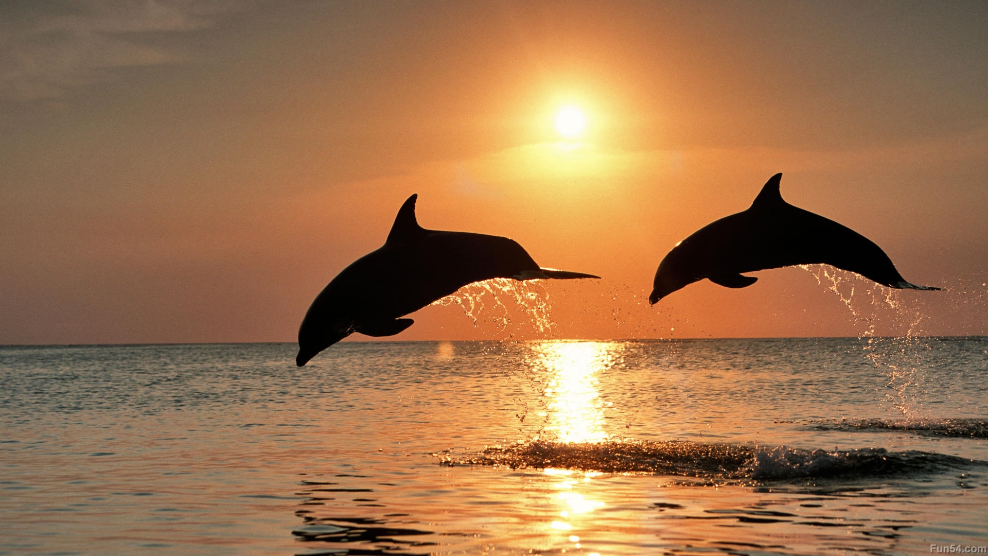 Dolphin Wallpapers