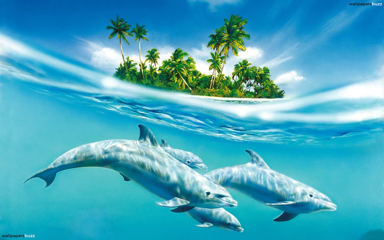 Dolphin Wallpapers