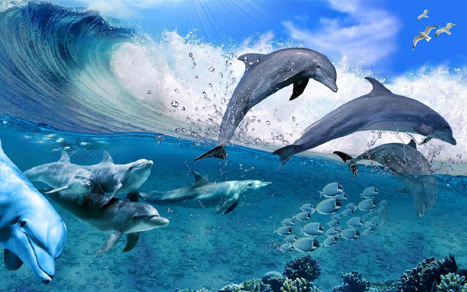 Dolphin Wallpapers