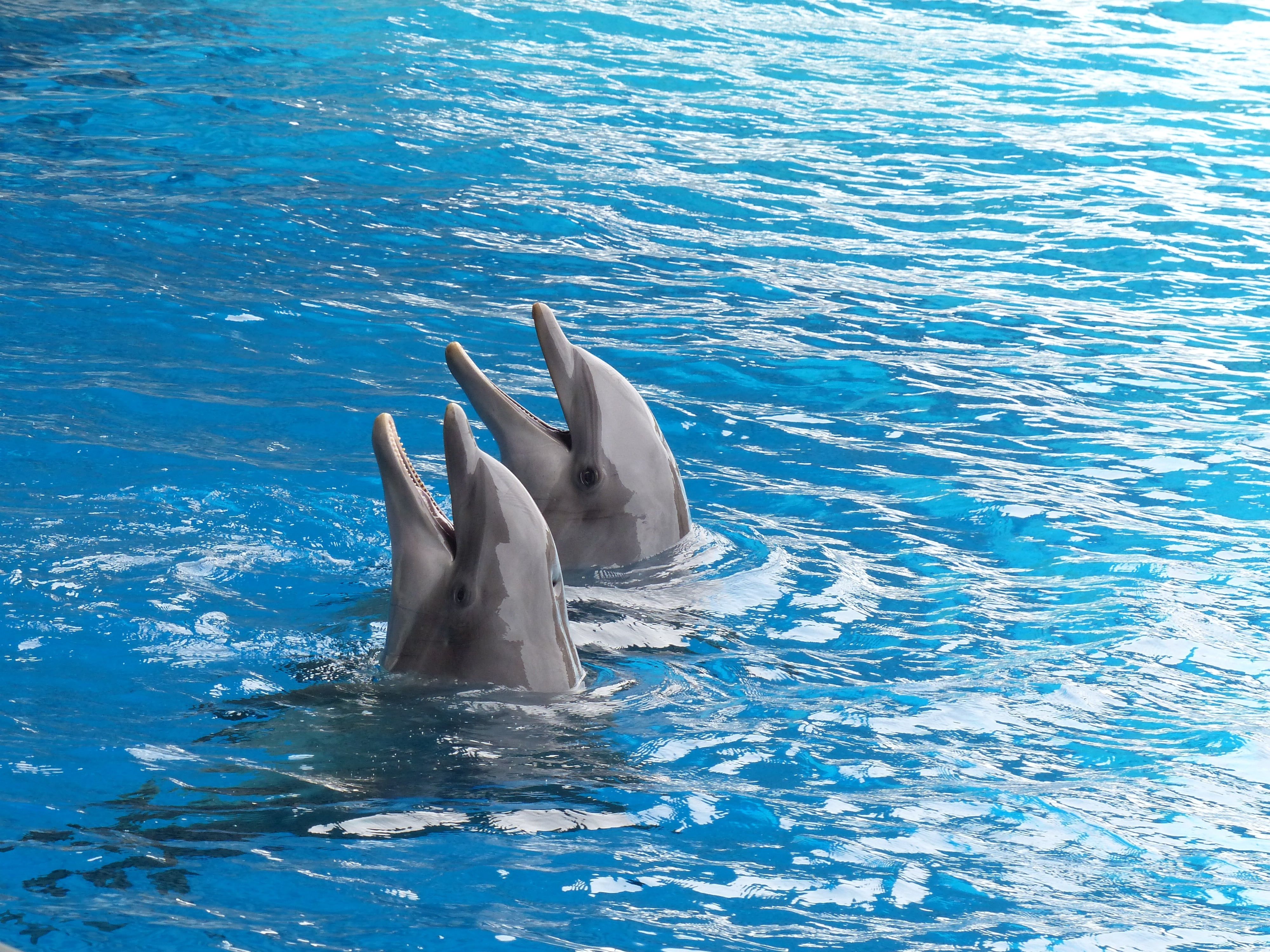 Dolphin Wallpapers