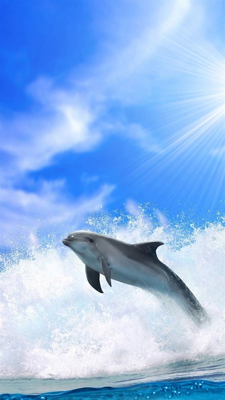 Dolphin Wallpapers