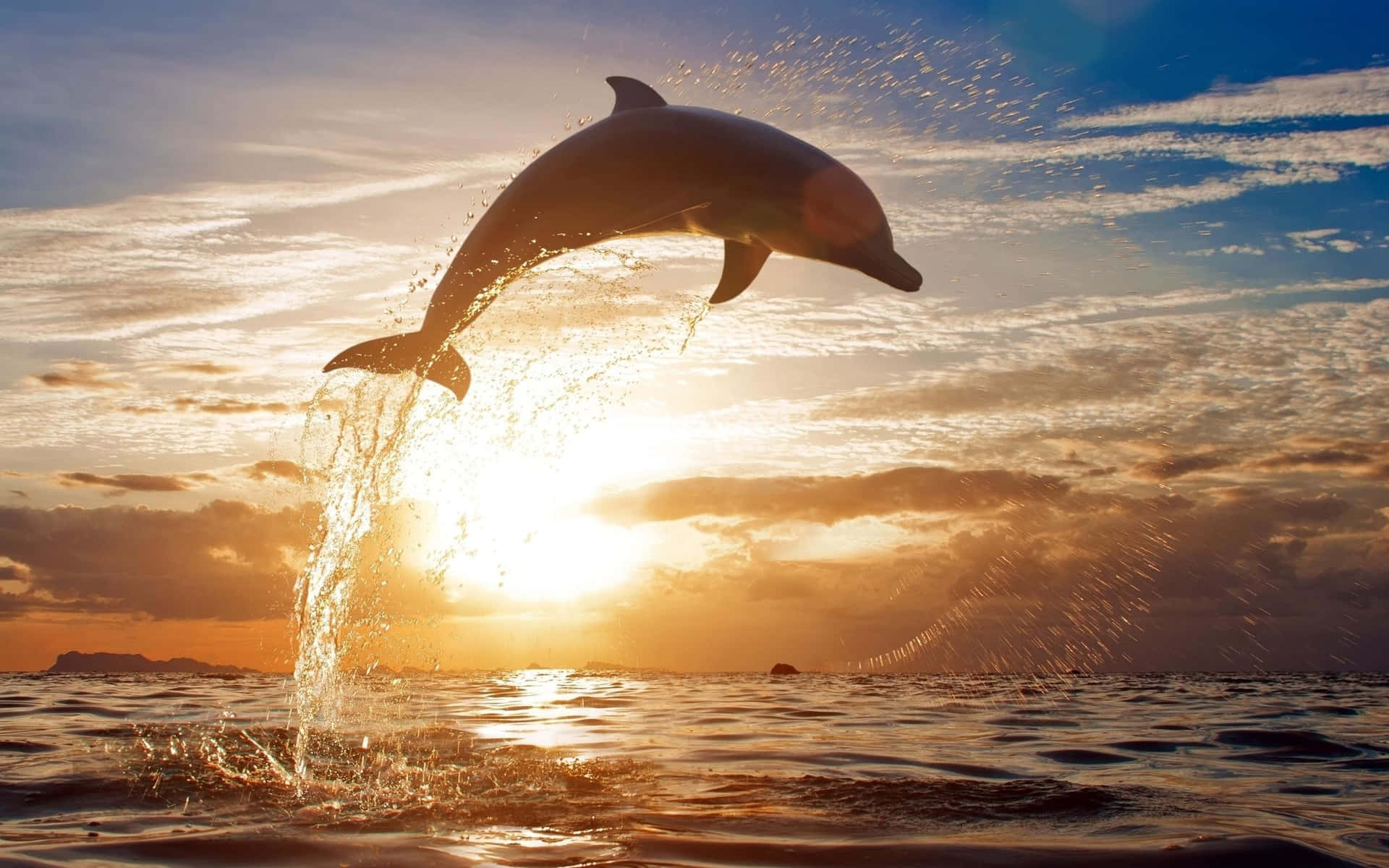 Dolphin Wallpapers