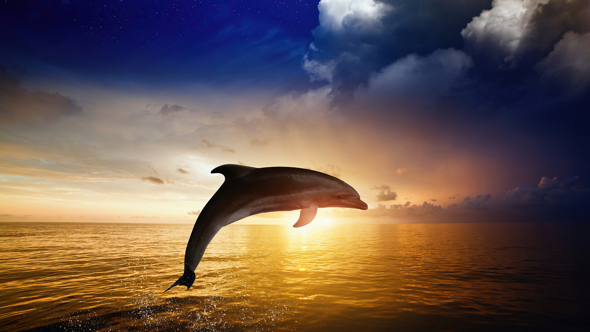 Dolphin Wallpapers