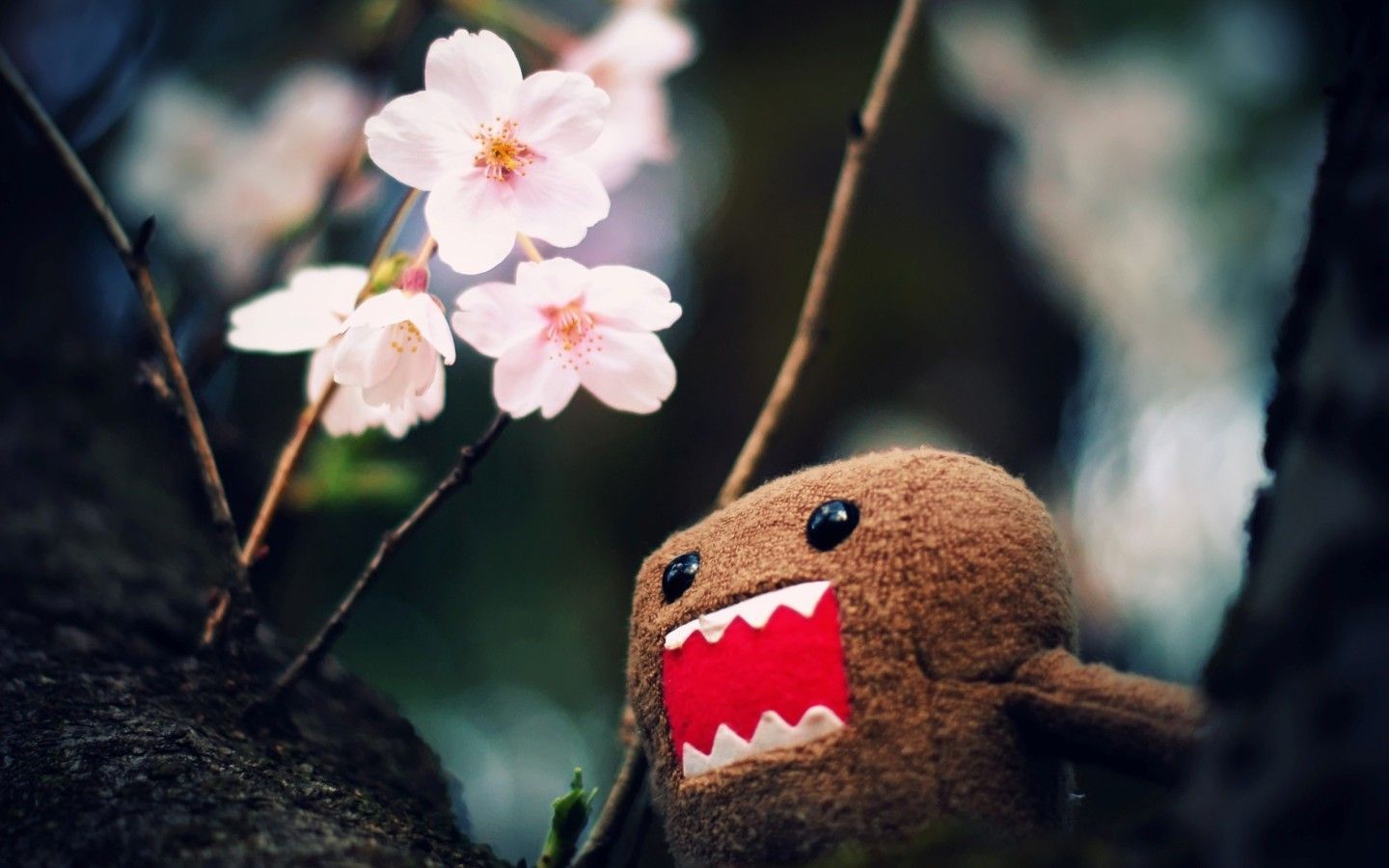 Domo Wallpapers