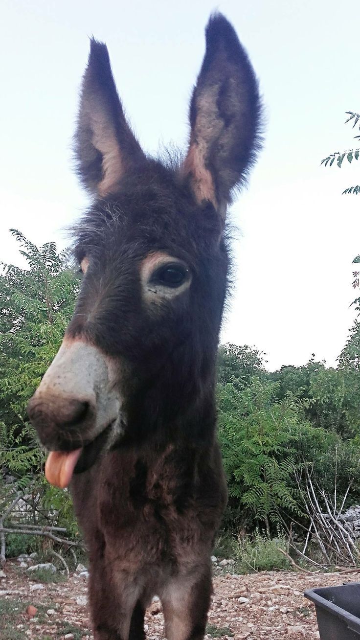 Donkey Wallpapers