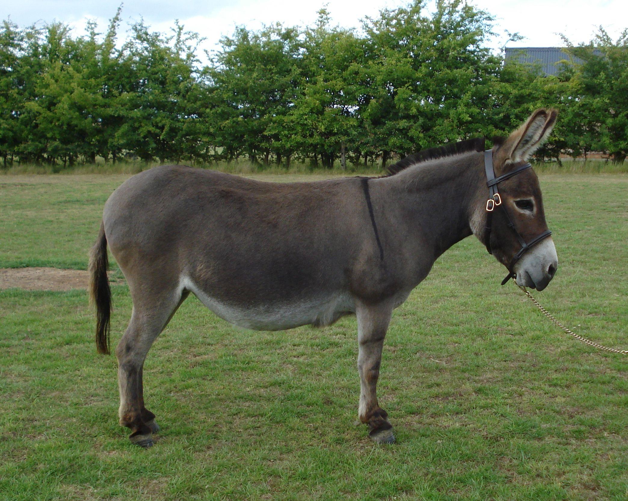 Donkey Wallpapers