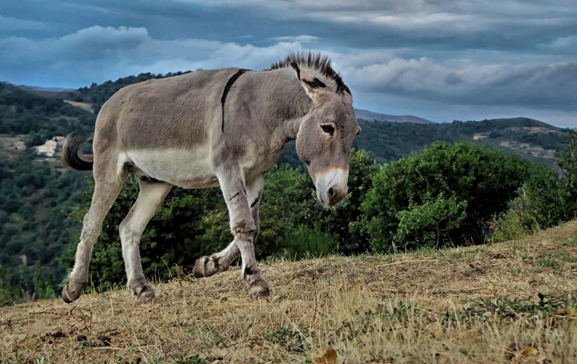 Donkey Wallpapers