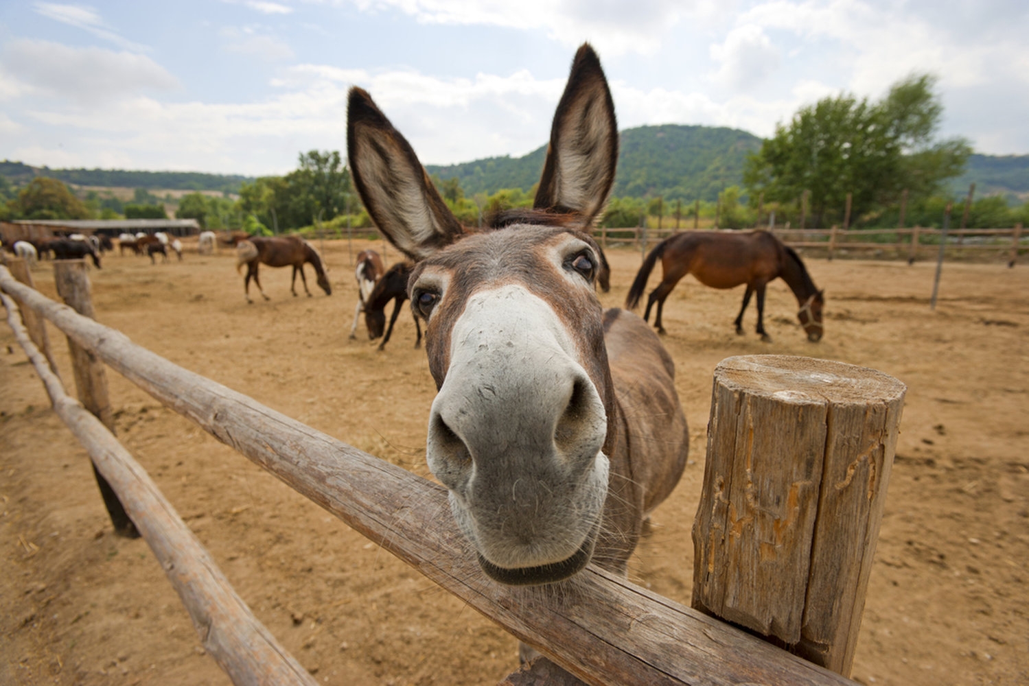 Donkey Wallpapers