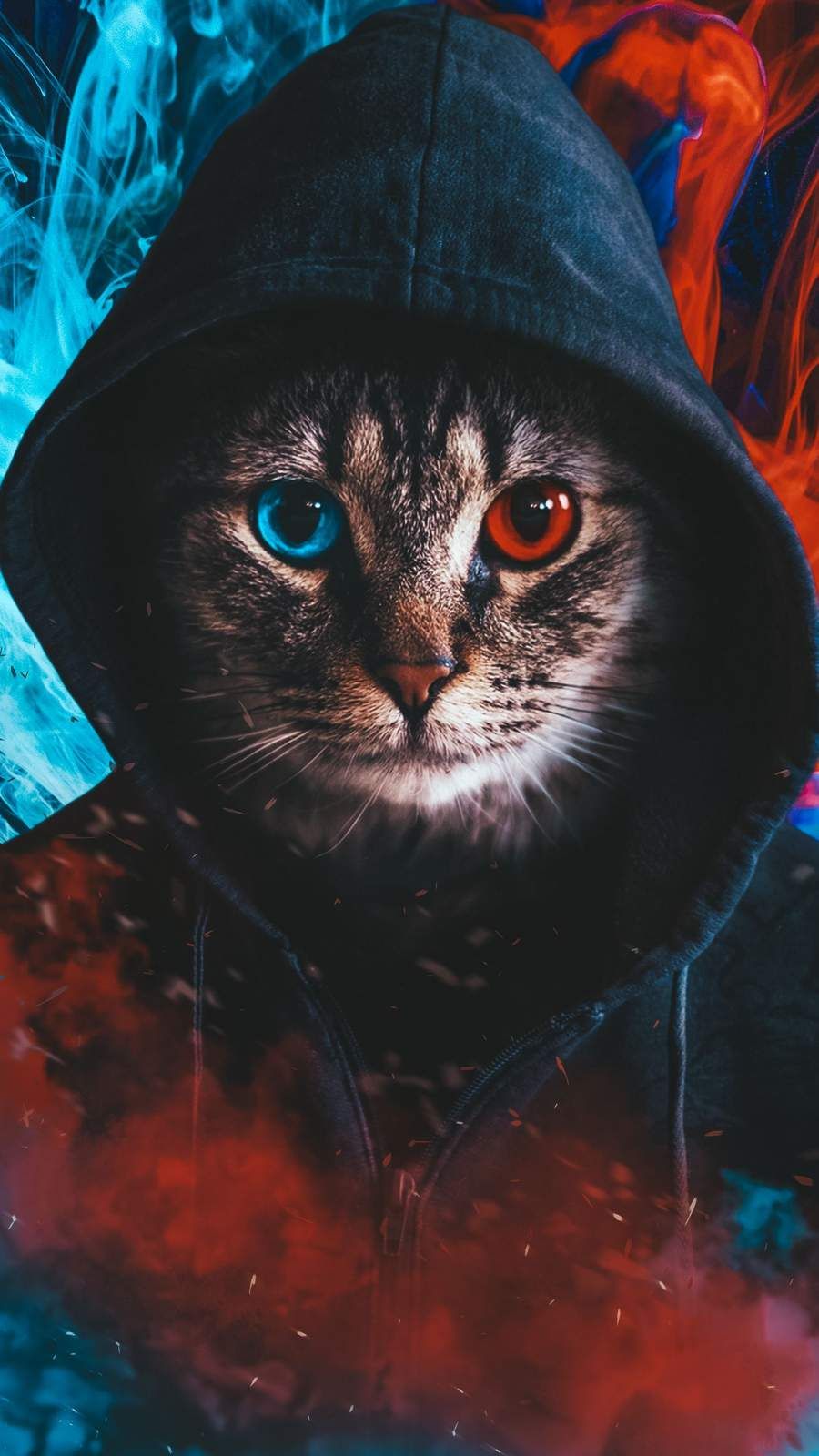 Dope Cat Wallpapers