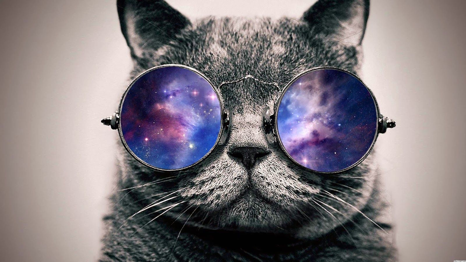 Dope Cat Wallpapers