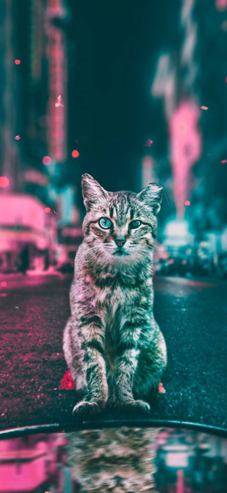 Dope Cat Wallpapers