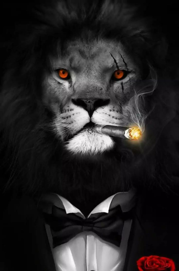 Dope Lion Pictures Wallpapers