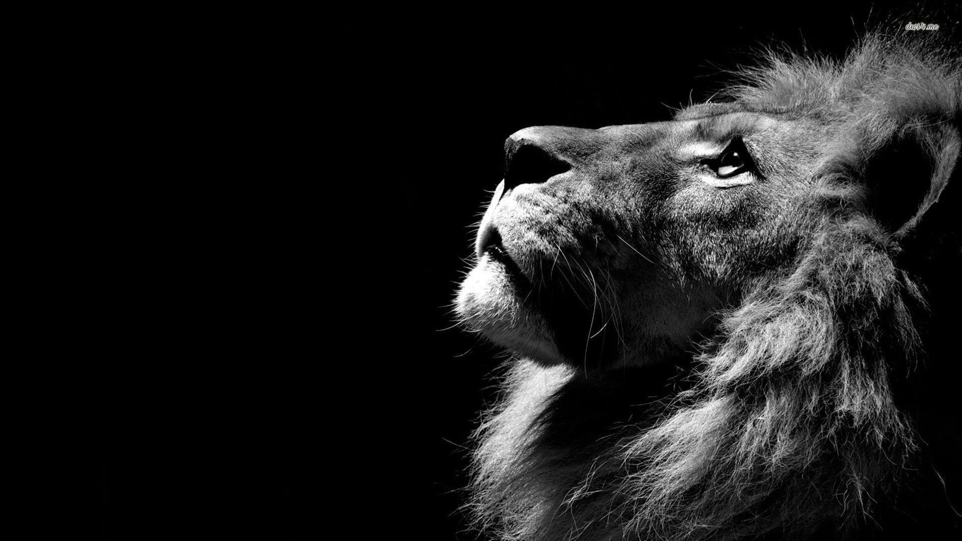 Dope Lion Pictures Wallpapers