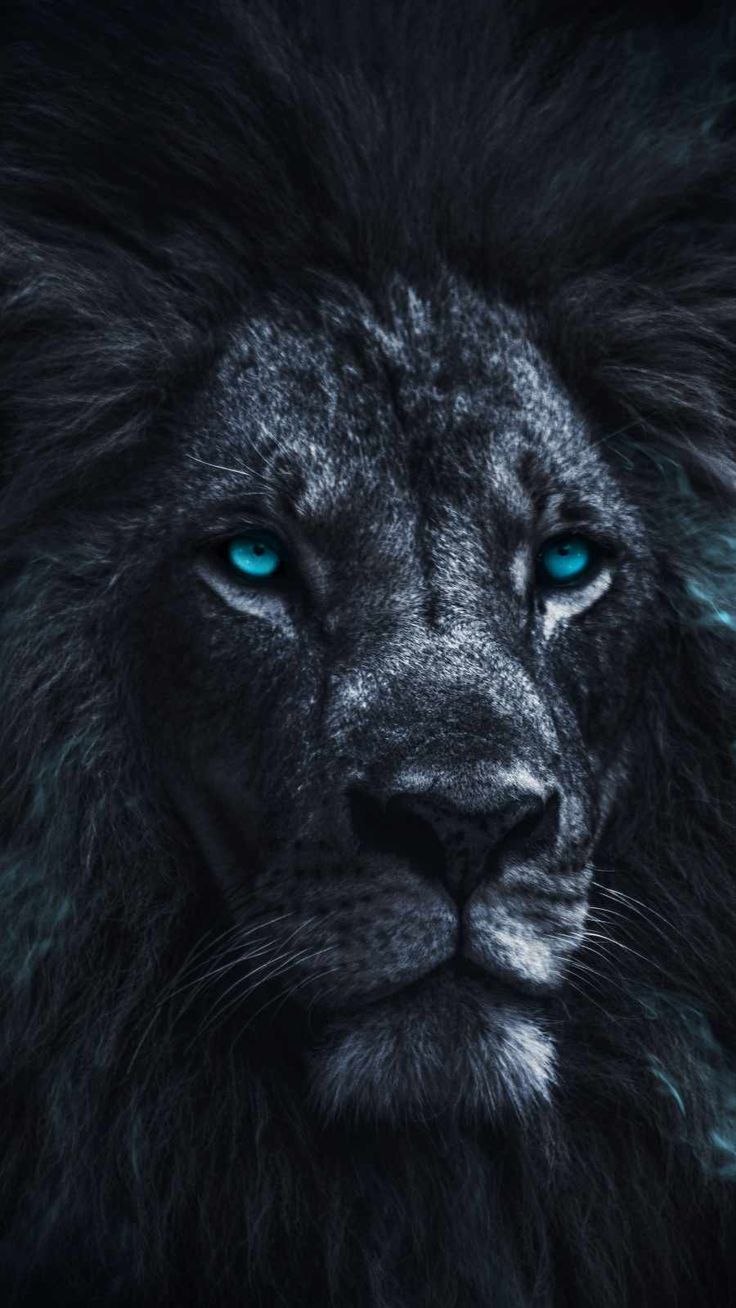 Dope Lion Pictures Wallpapers