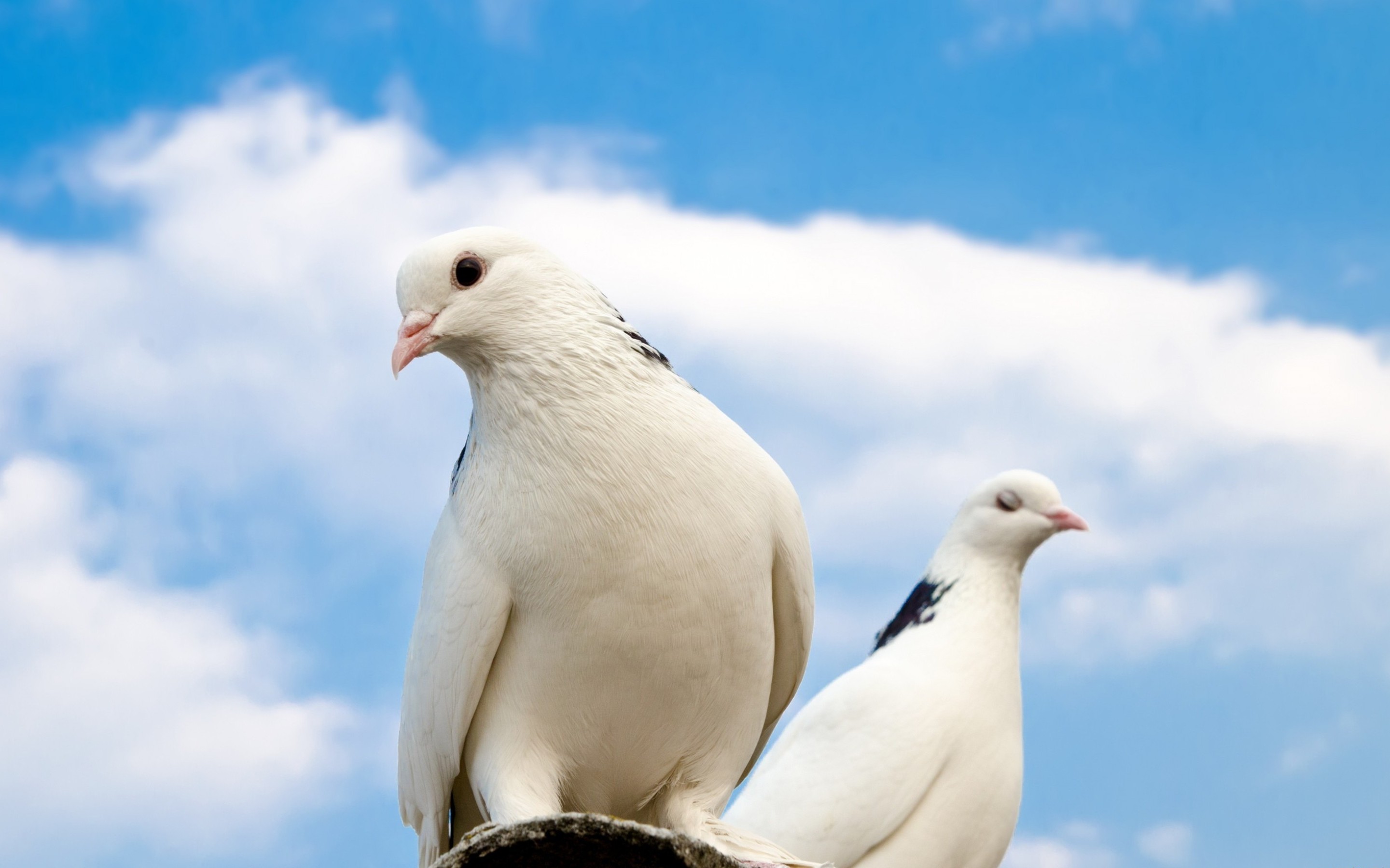 Dove Backgrounds