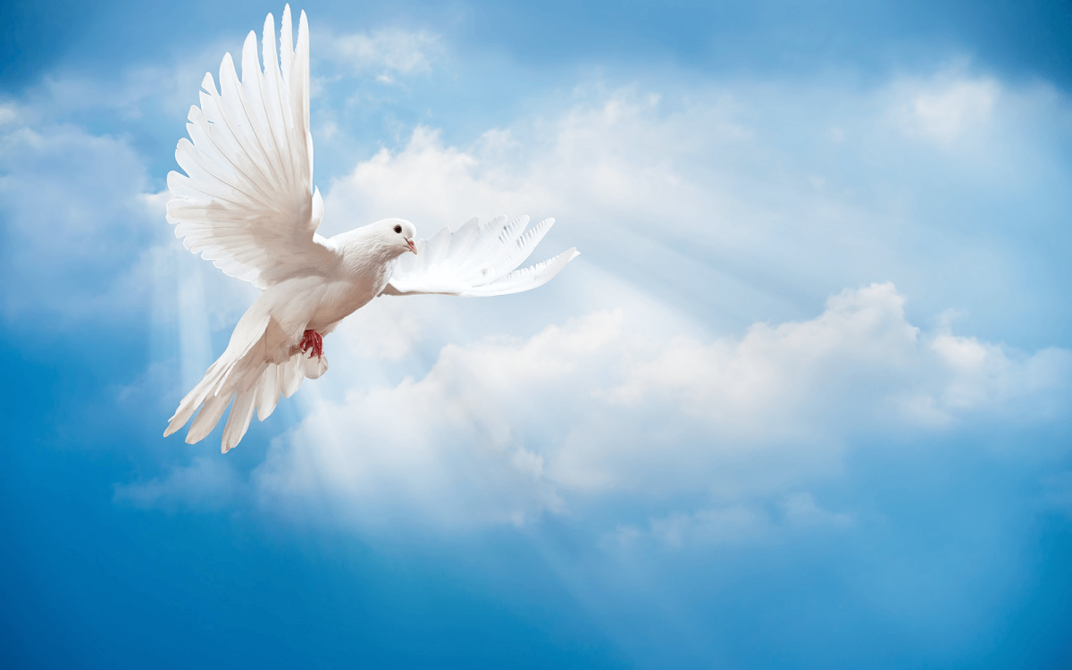 Dove Backgrounds