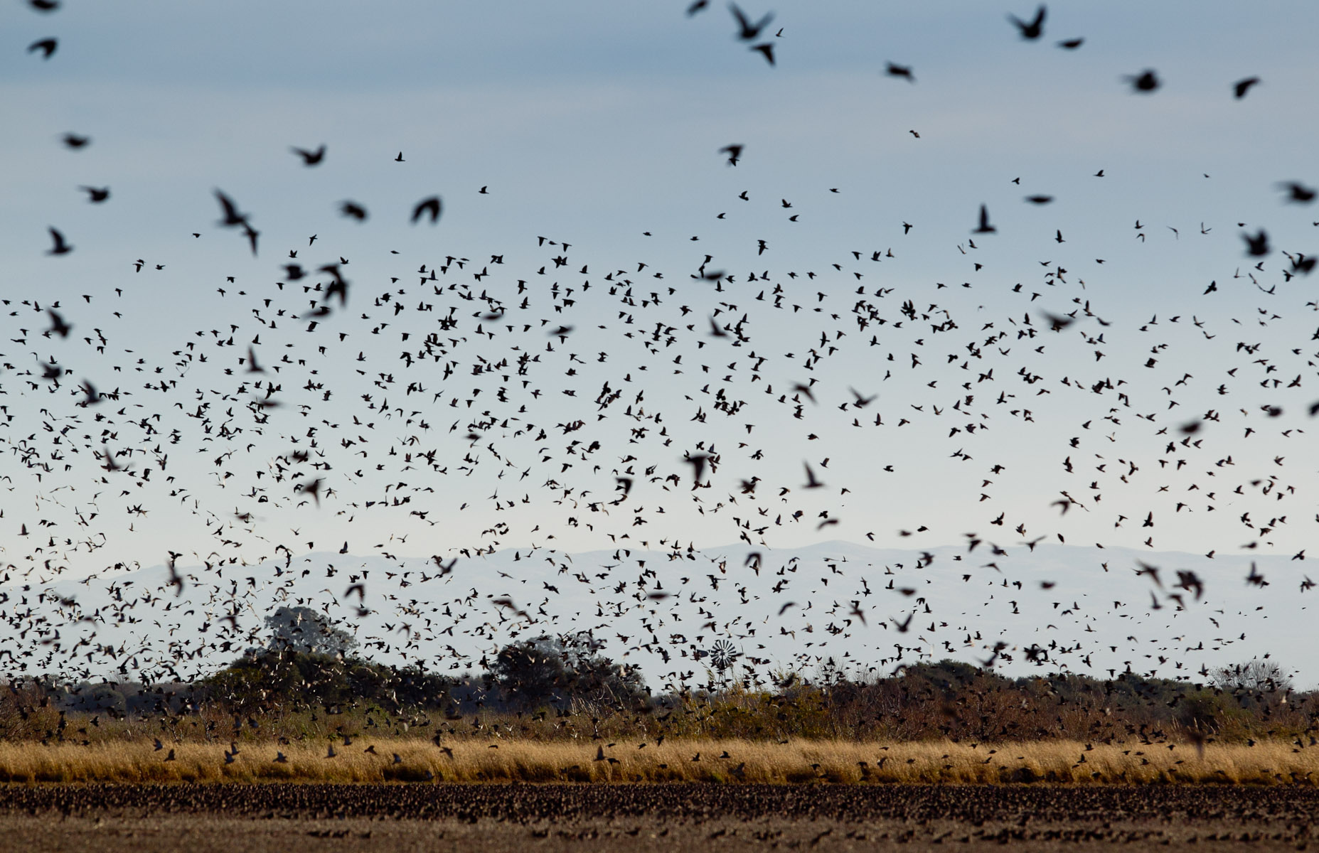 Dove Hunting Wallpapers