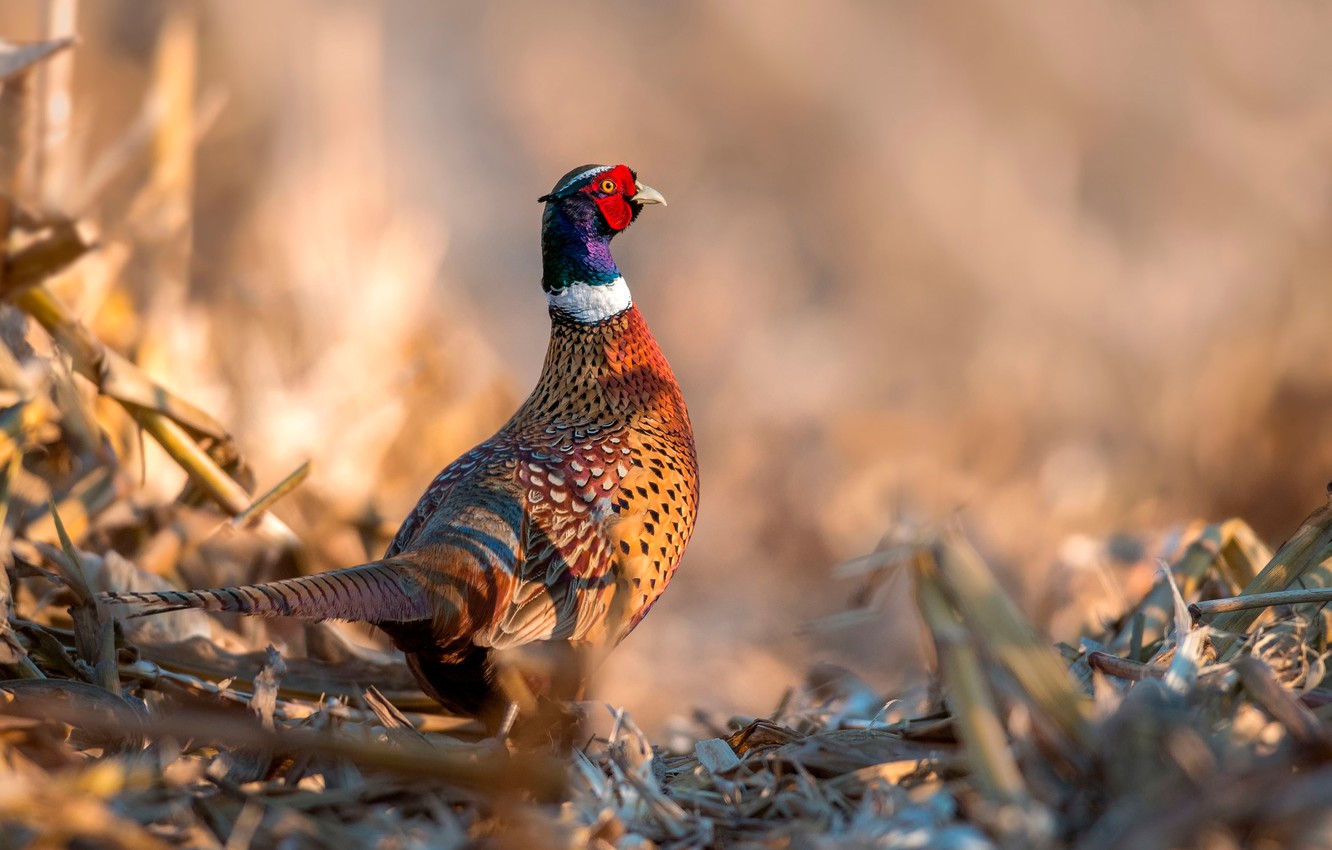 Dove Hunting Wallpapers