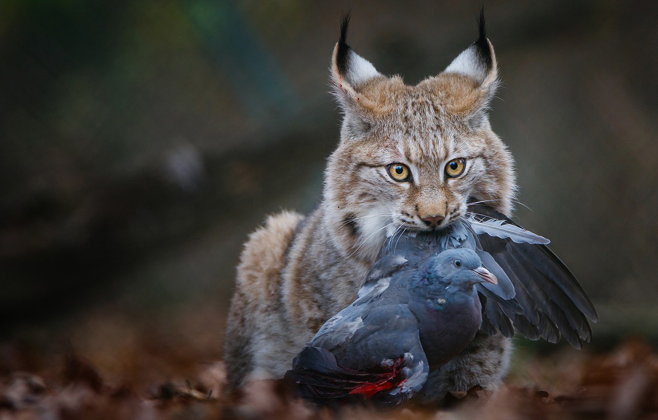 Dove Hunting Wallpapers