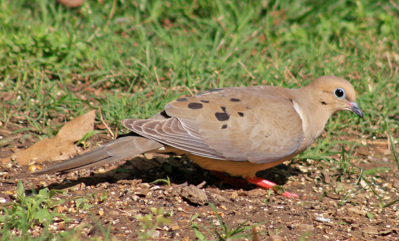 Dove Hunting Wallpapers