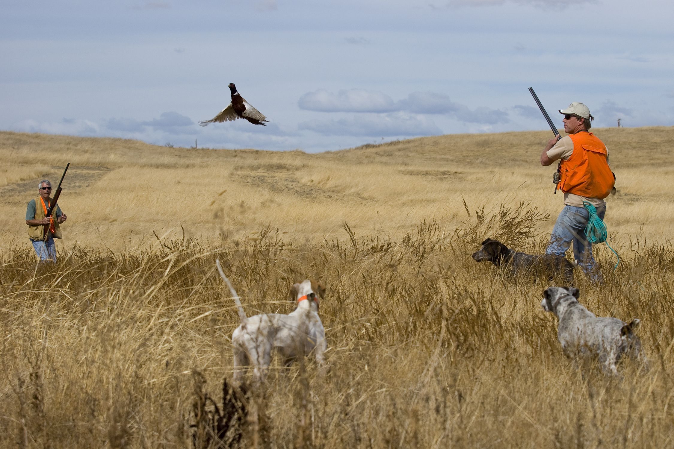 Dove Hunting Wallpapers