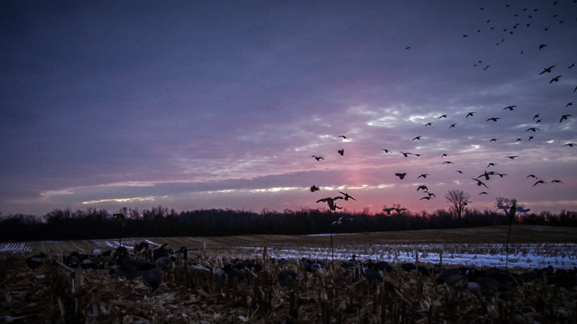 Dove Hunting Wallpapers