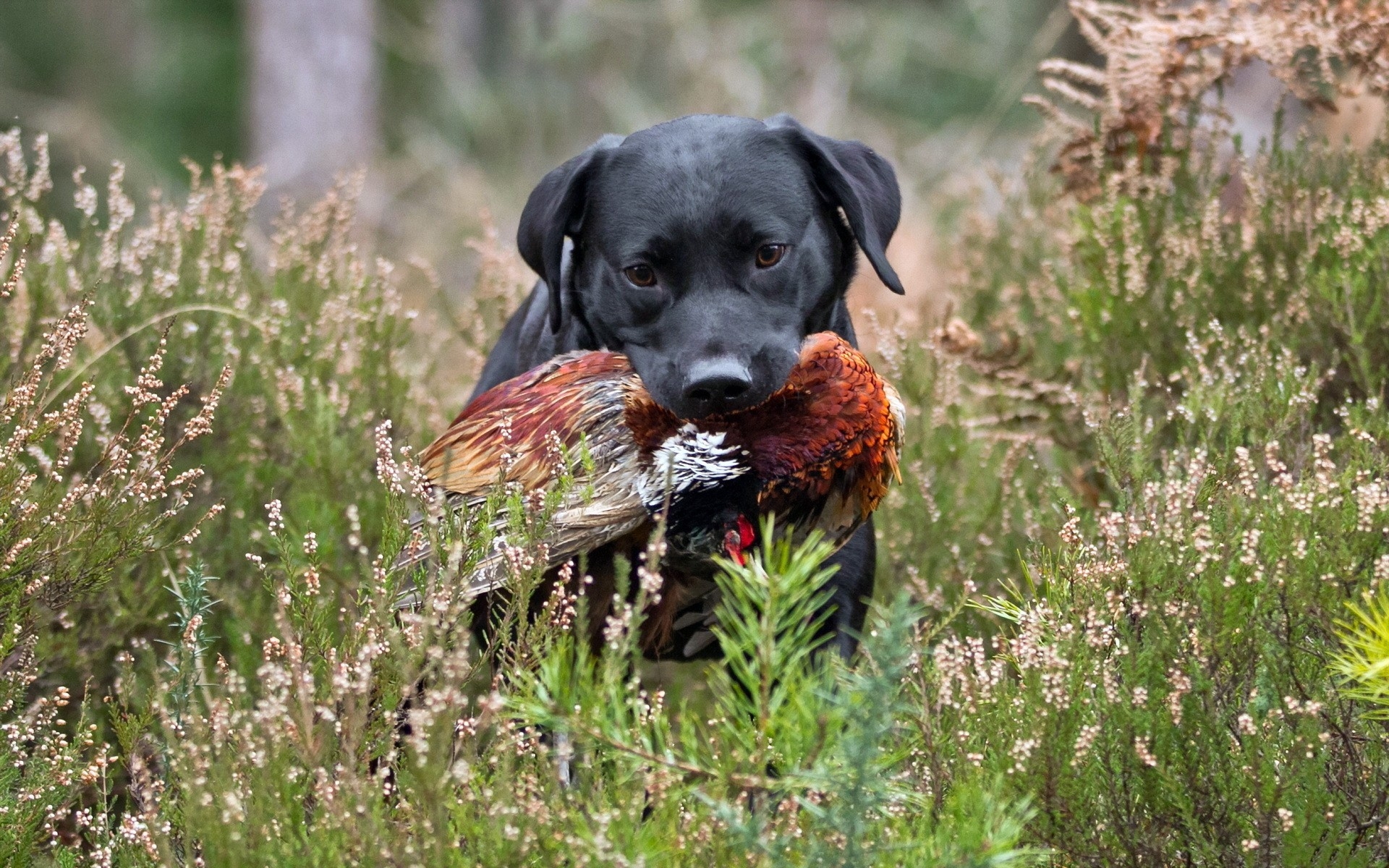 Dove Hunting Wallpapers