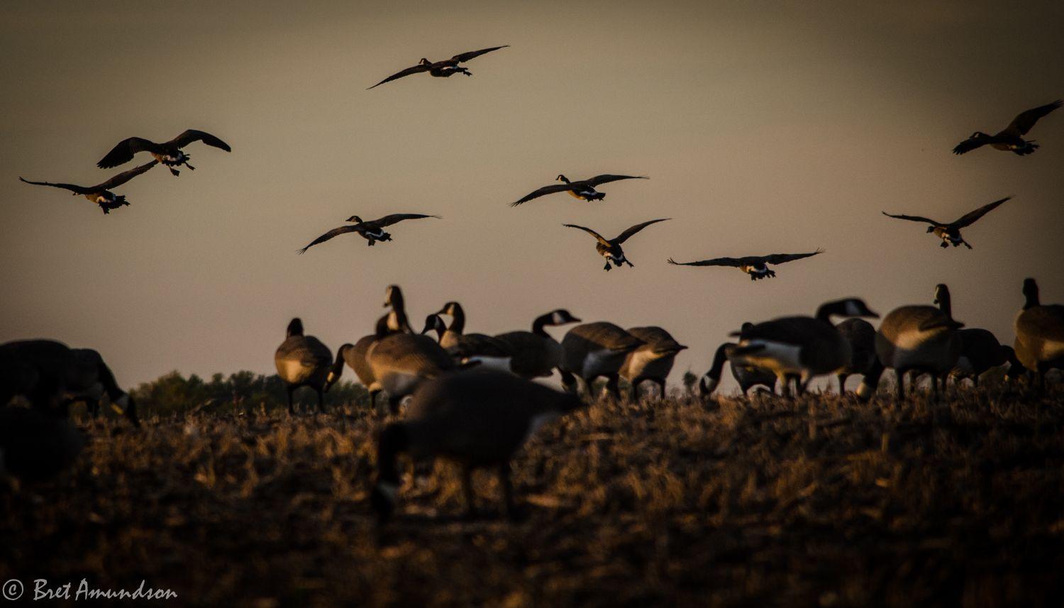 Dove Hunting Wallpapers