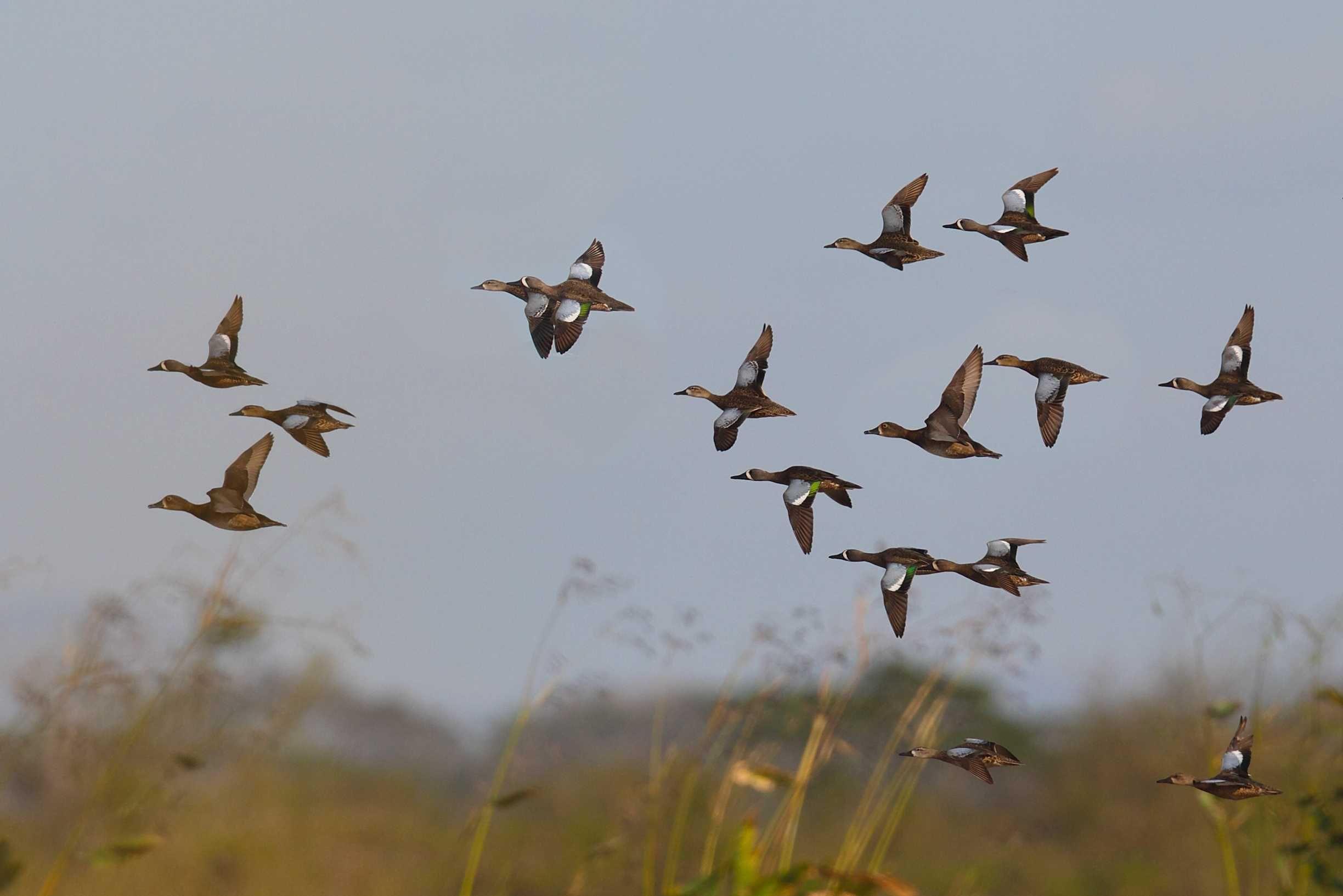 Dove Hunting Wallpapers