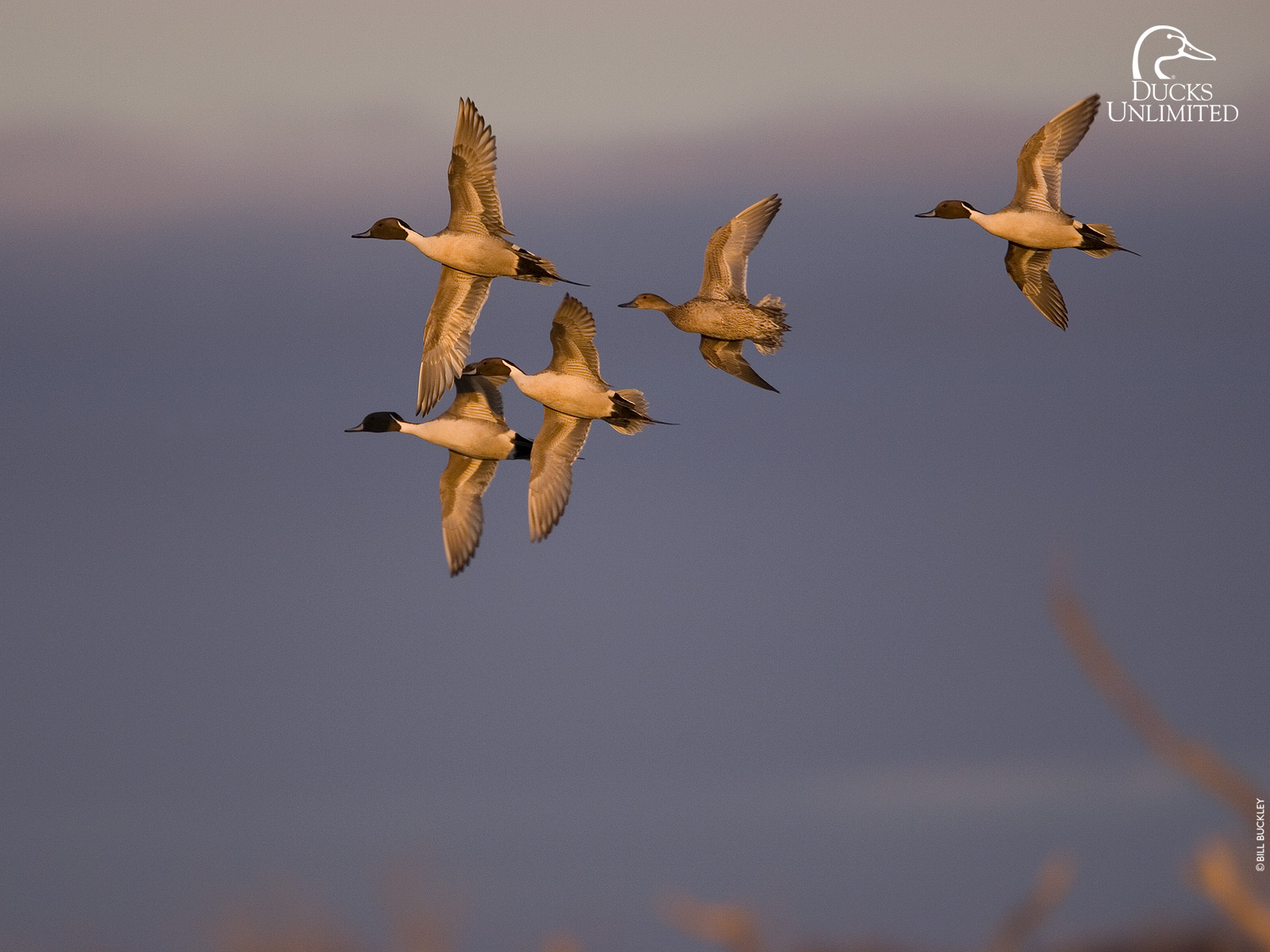 Dove Hunting Wallpapers