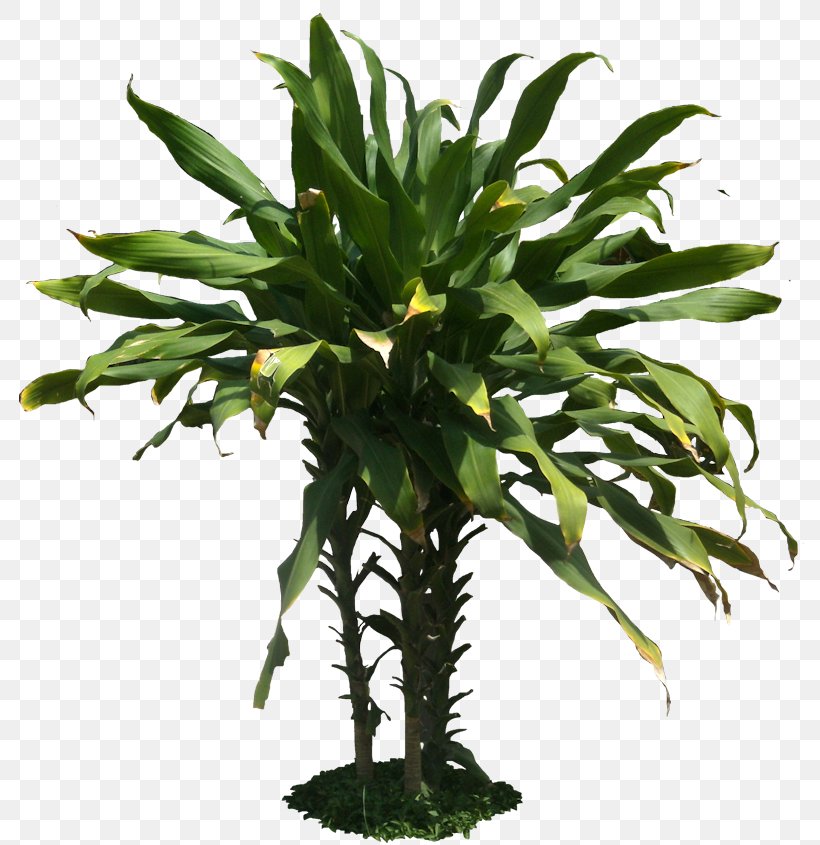 Dracaena Wallpapers