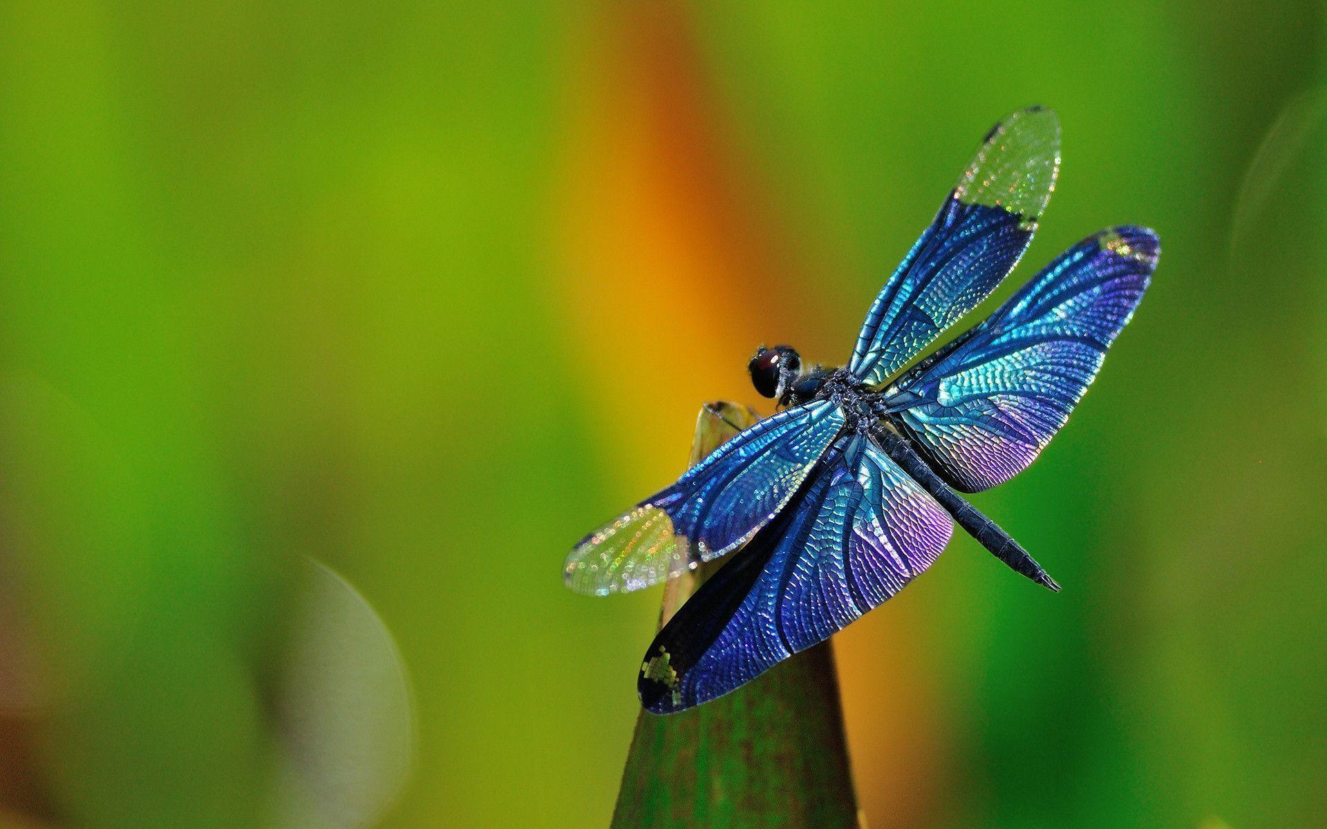 Dragonfly
 Wallpapers