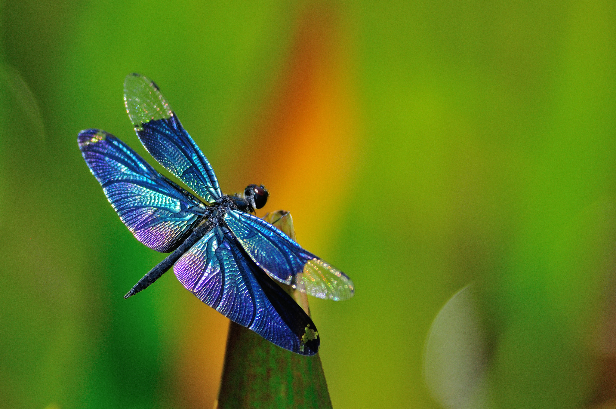 Dragonfly
 Wallpapers