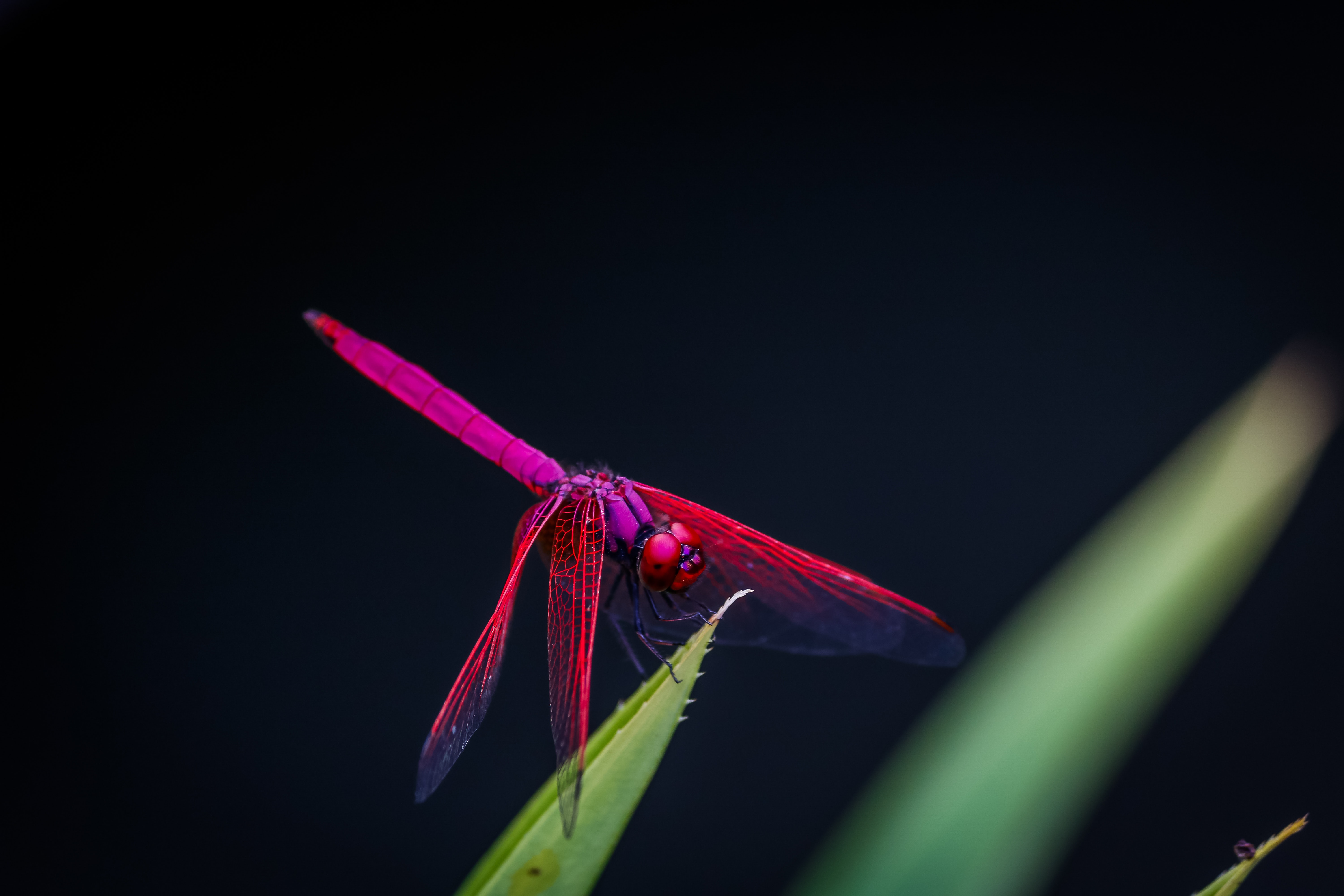 Dragonfly
 Wallpapers