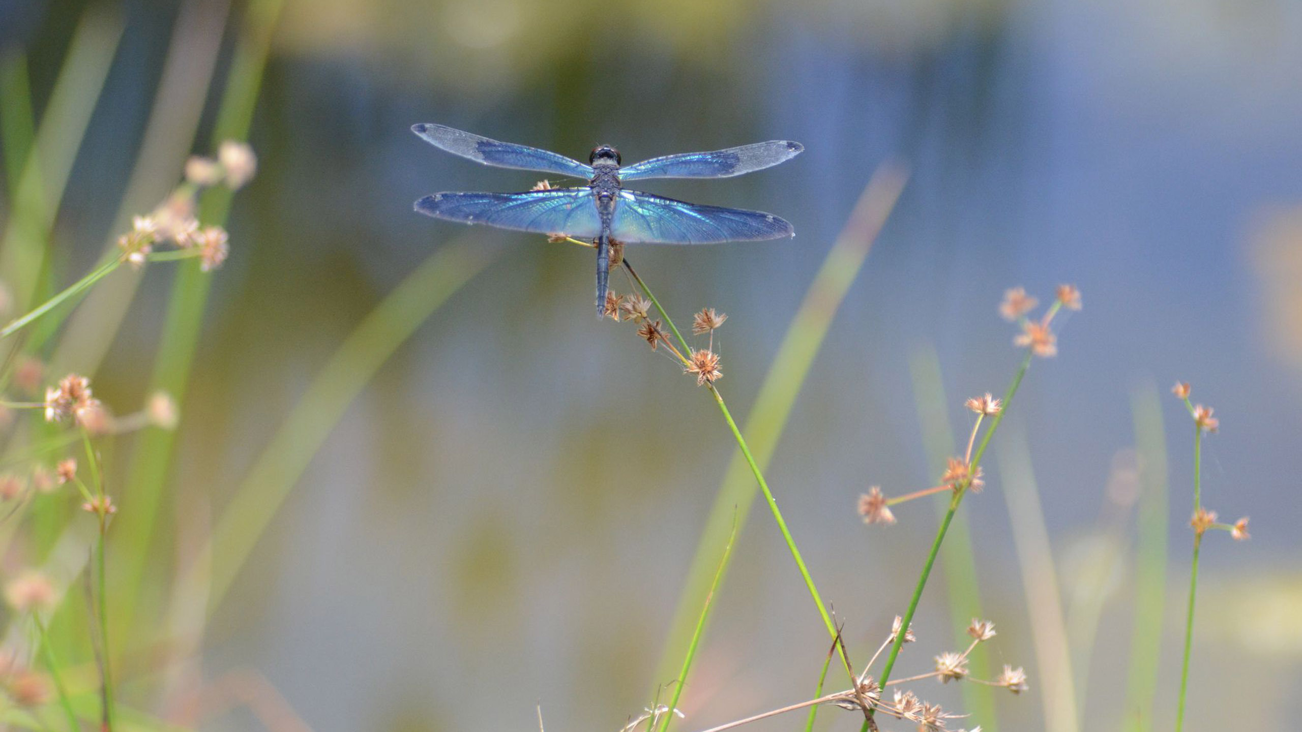 Dragonfly
 Wallpapers