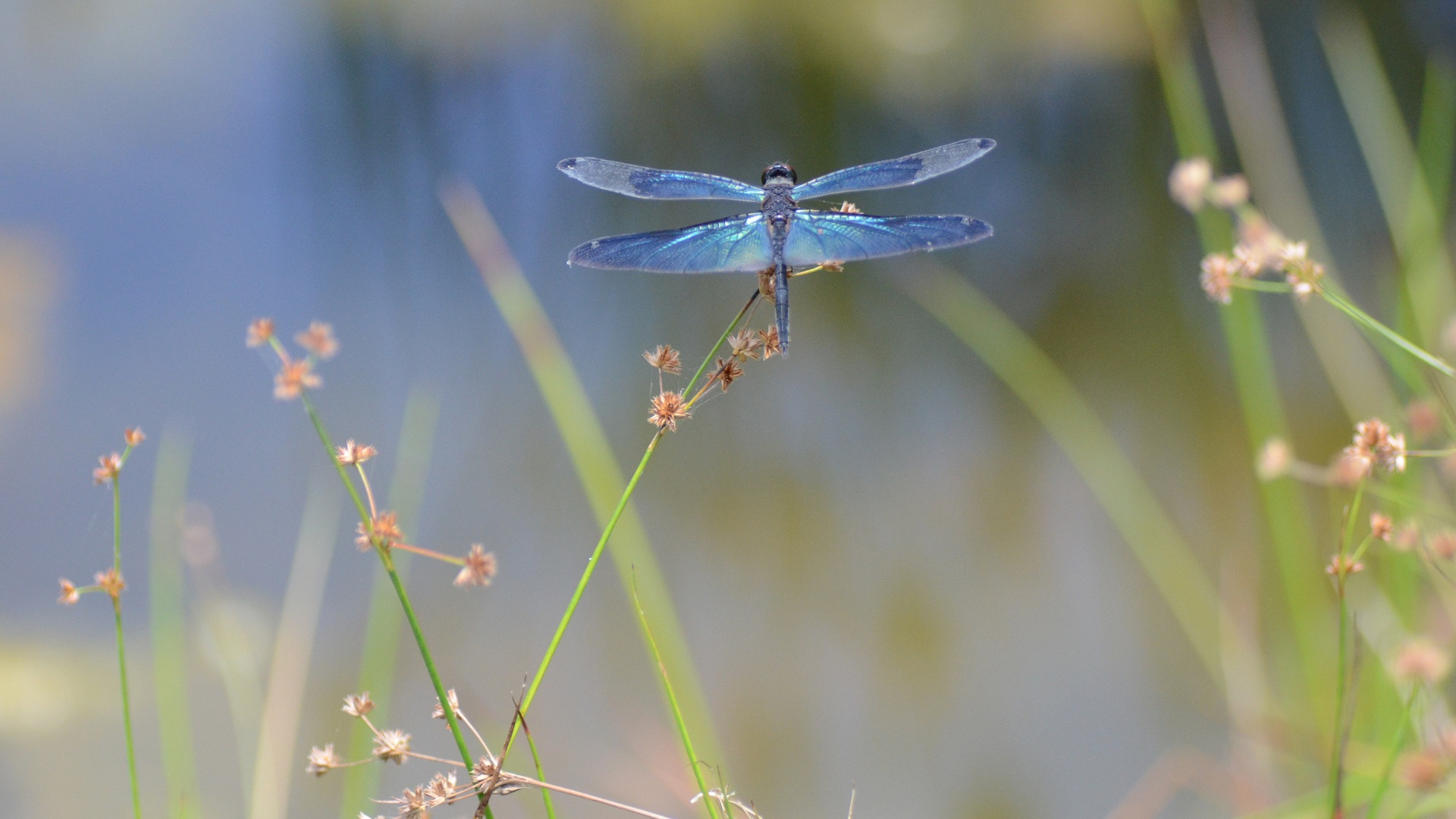 Dragonfly
 Wallpapers