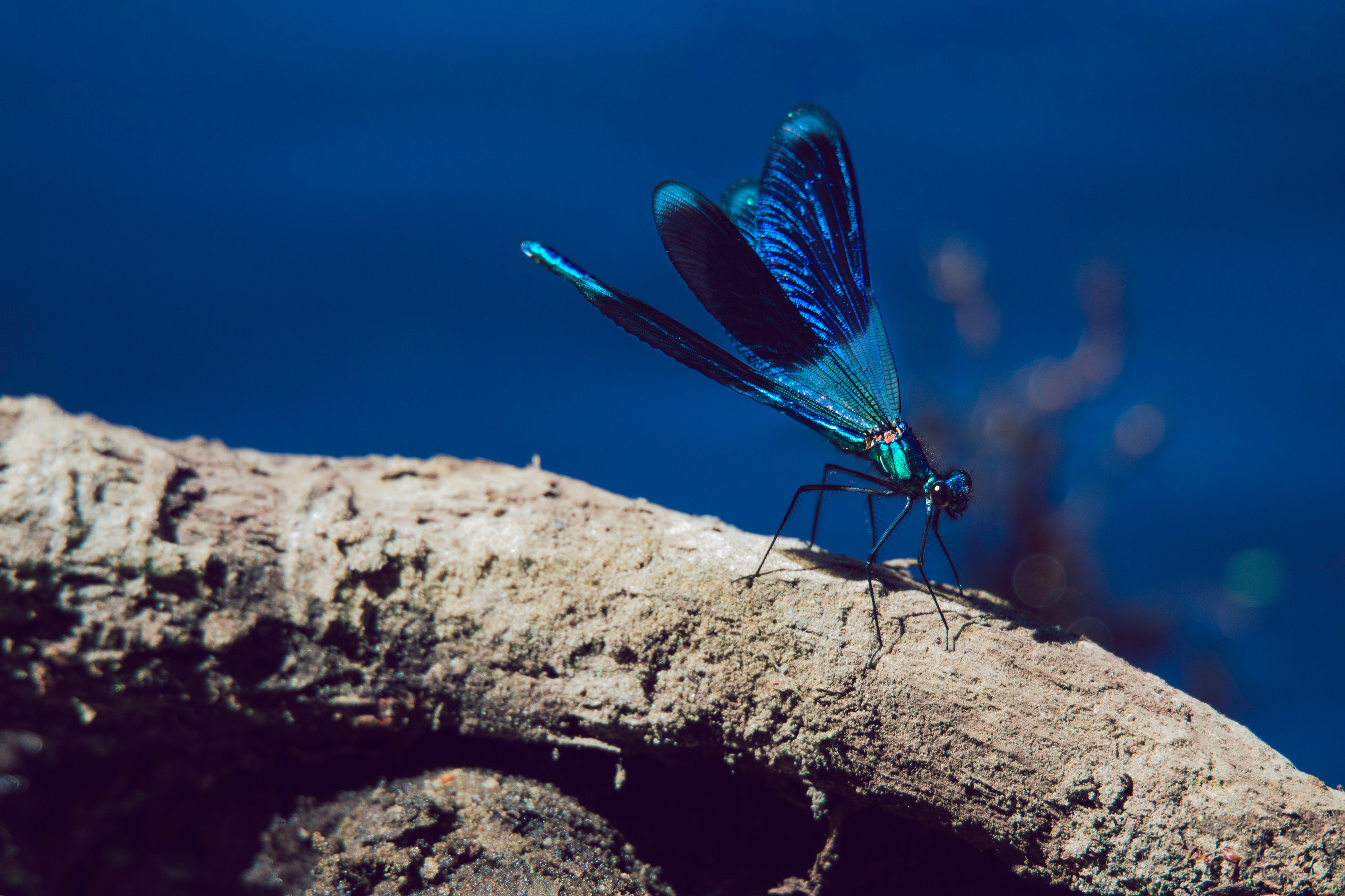 Dragonfly
 Wallpapers