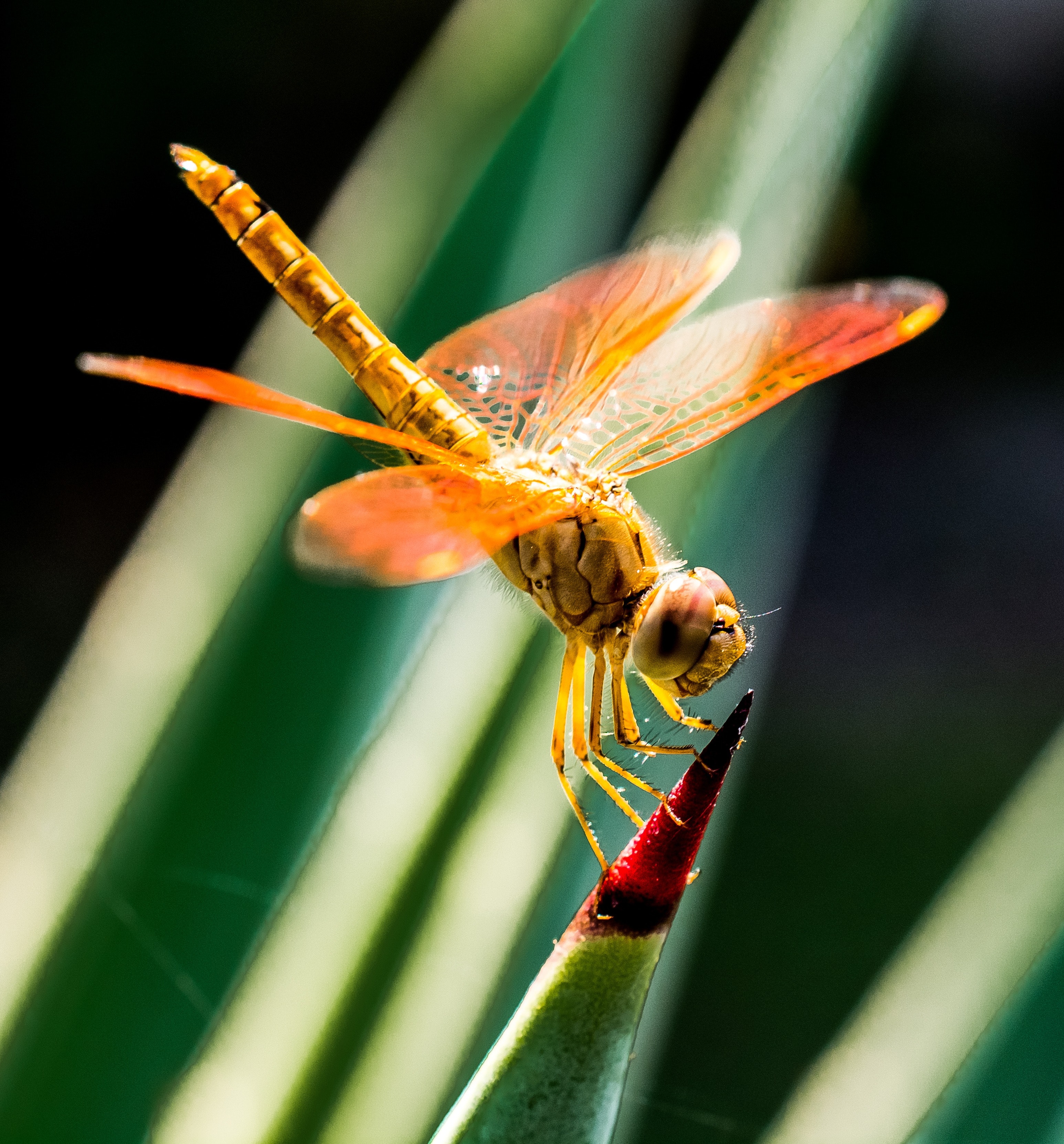 Dragonfly
 Wallpapers