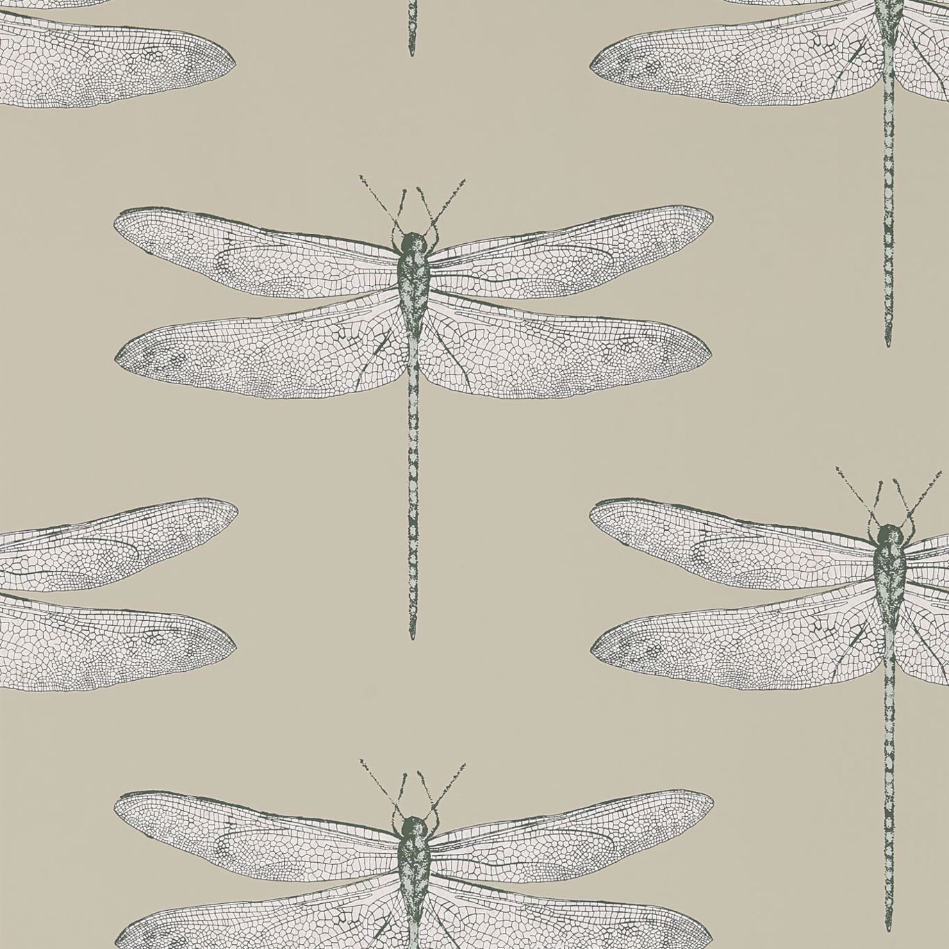 Dragonfly
 Wallpapers