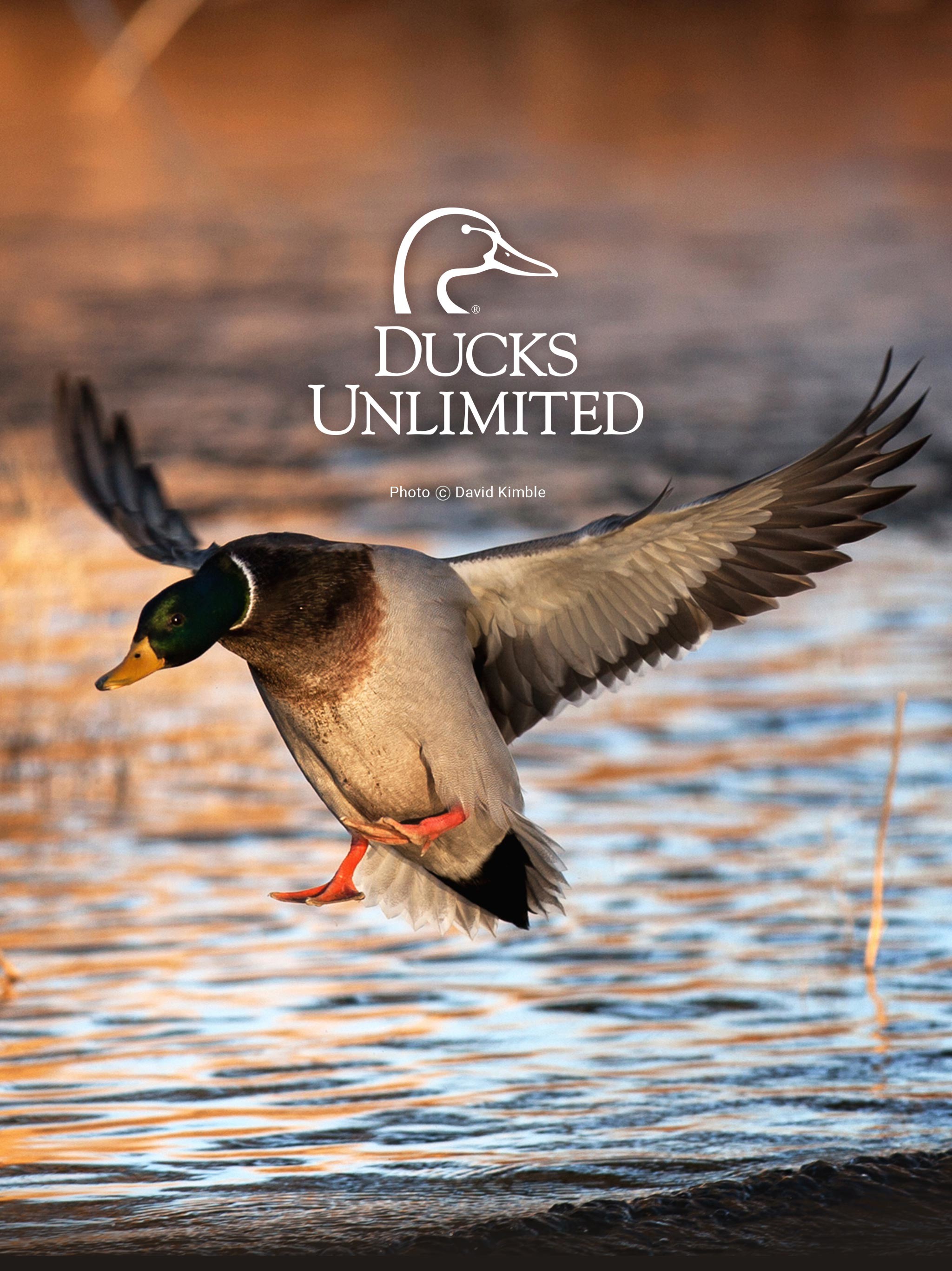 Drake Waterfowl Wallpapers