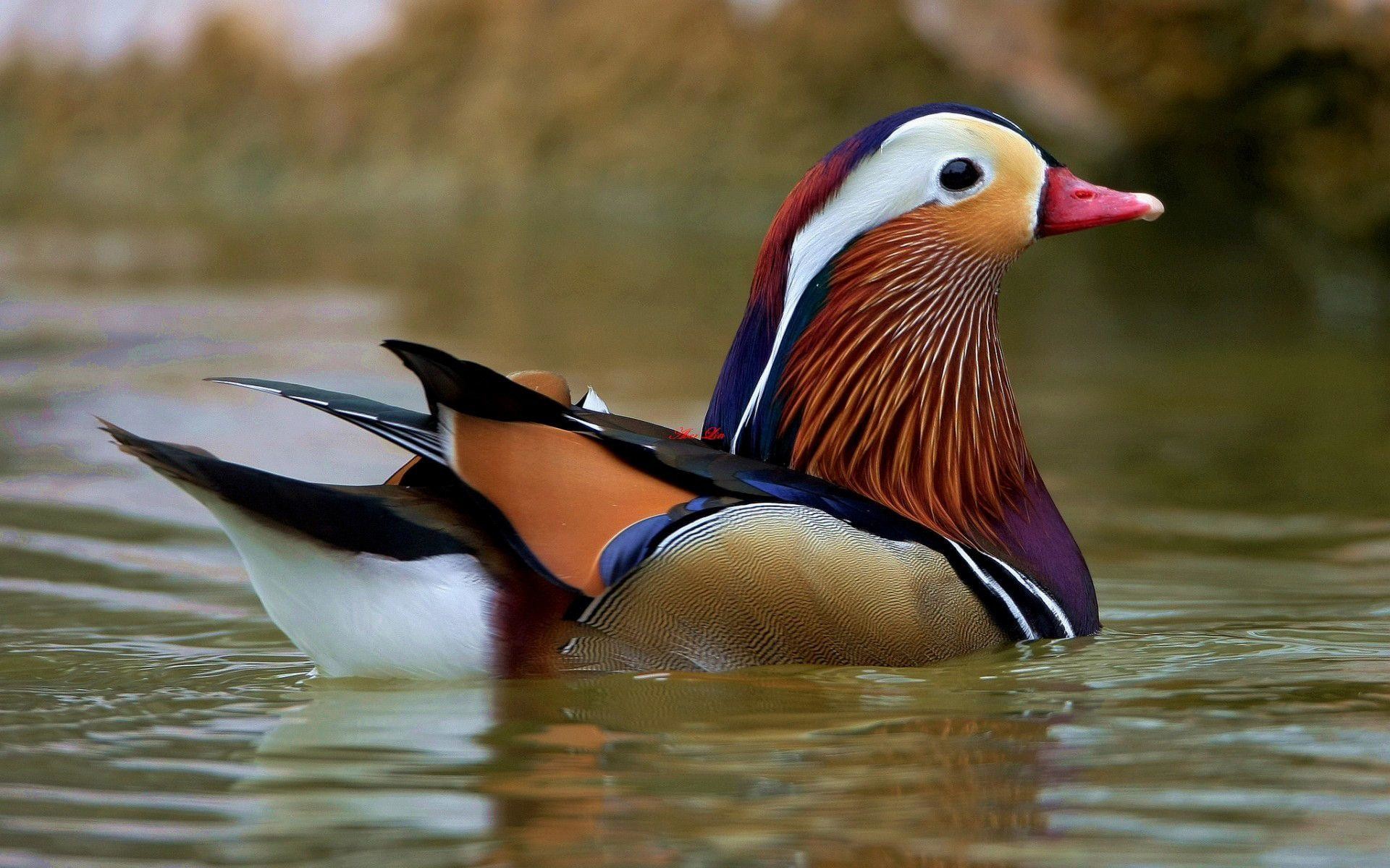 Drake Waterfowl Wallpapers