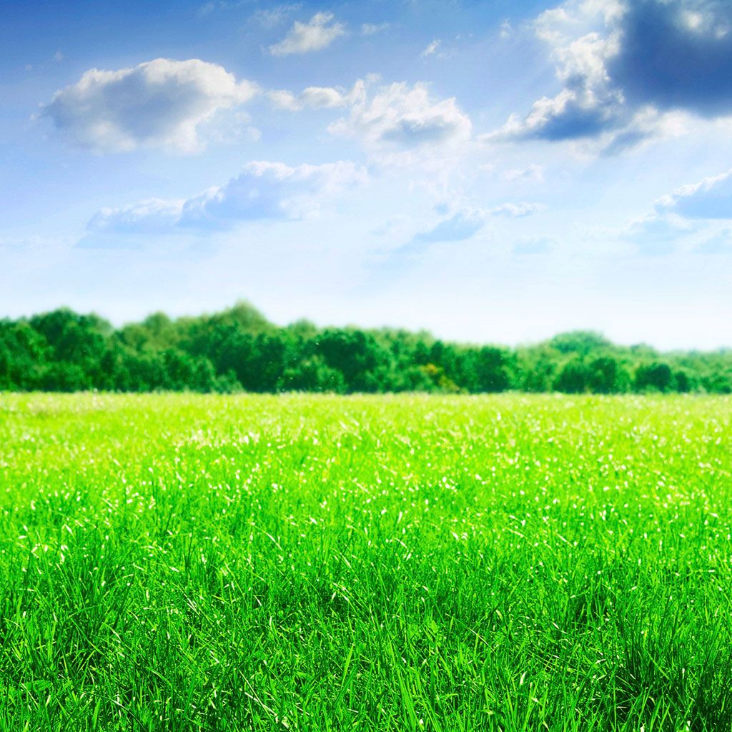 Dramatic Green Field Wallpapers