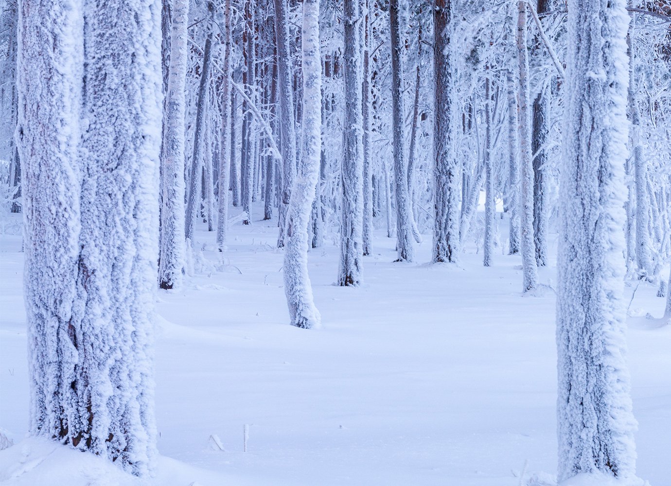 Dramatic Winter Twilight In Forest Wallpapers