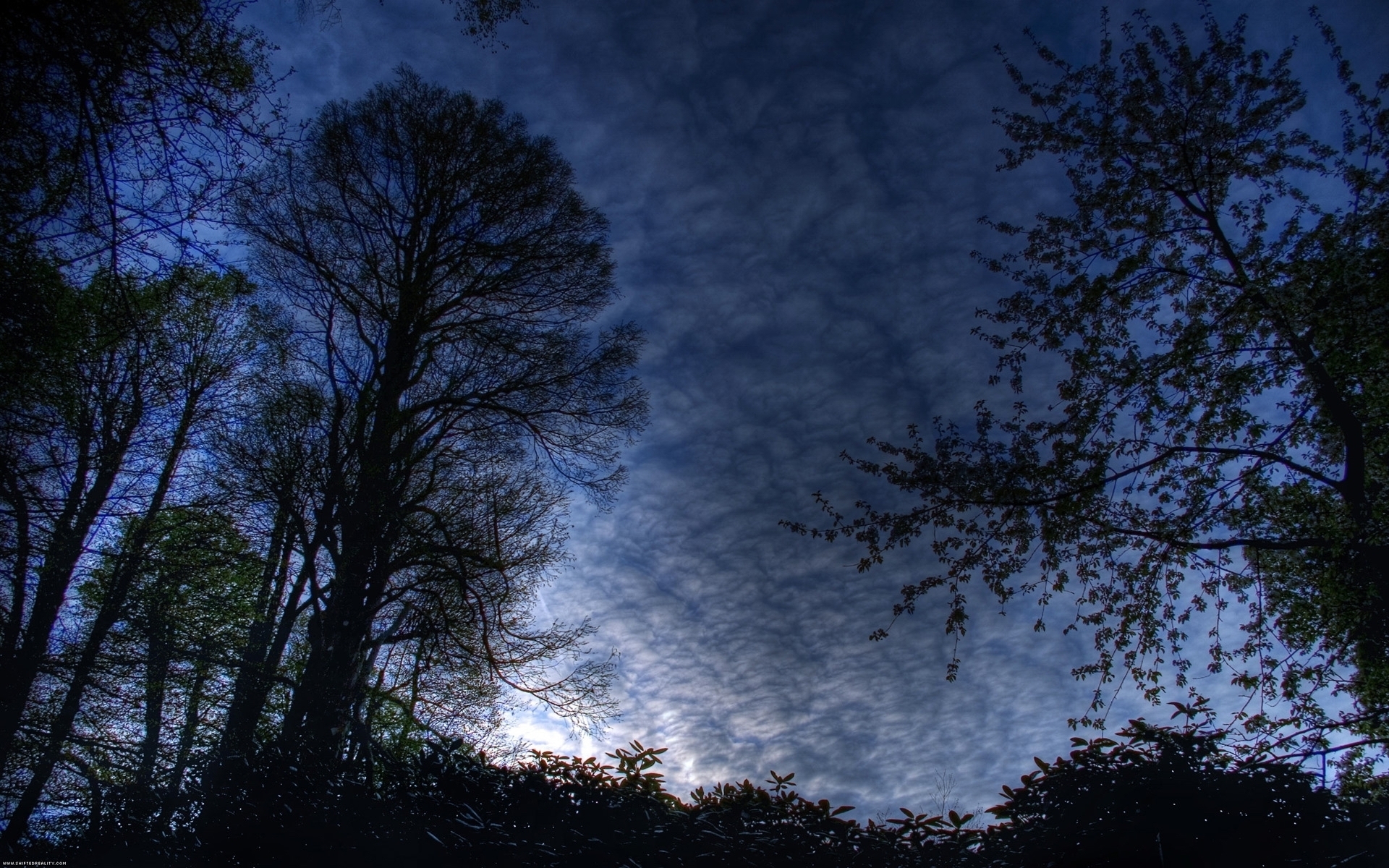 Dramatic Winter Twilight In Forest Wallpapers