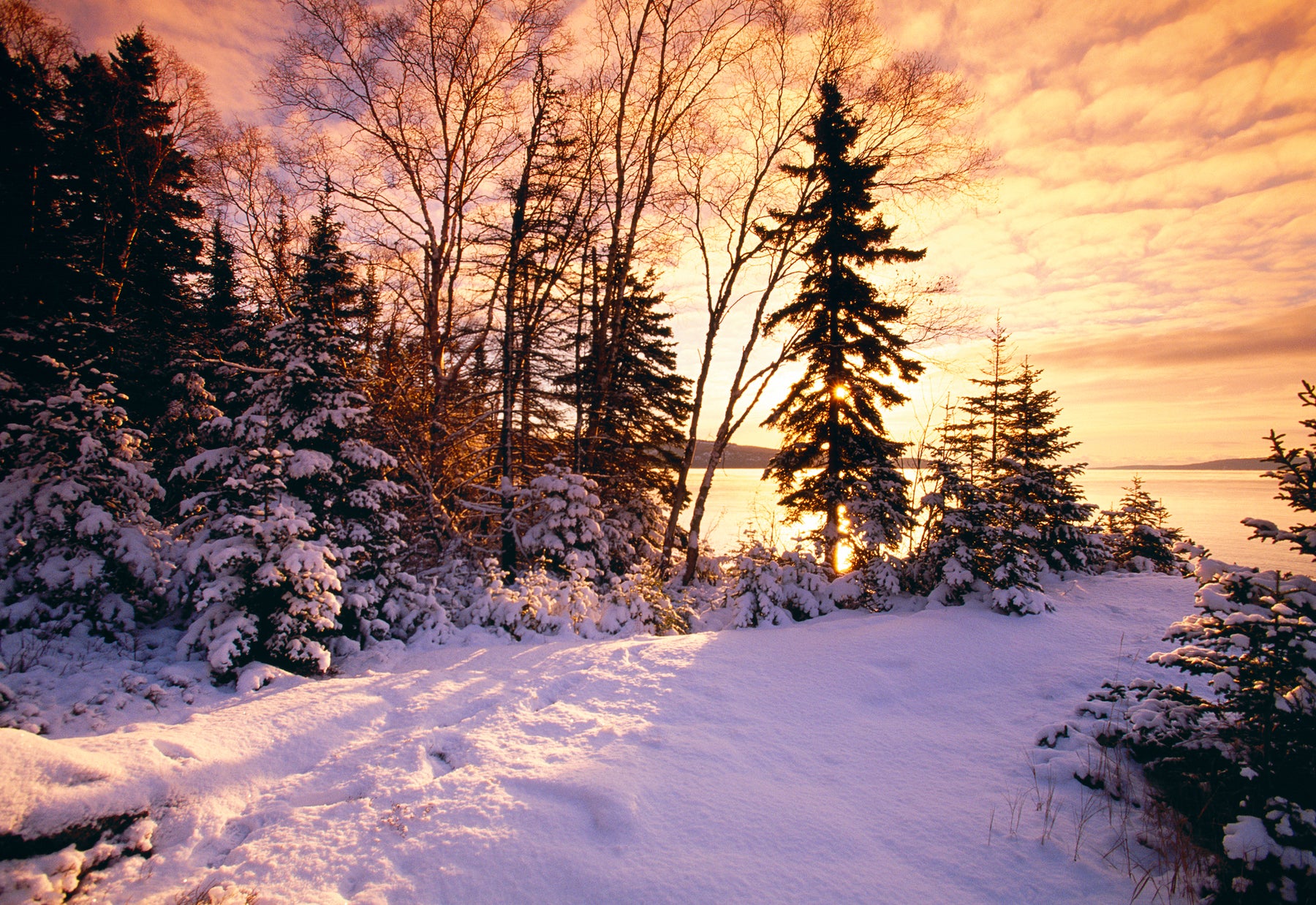 Dramatic Winter Twilight In Forest Wallpapers